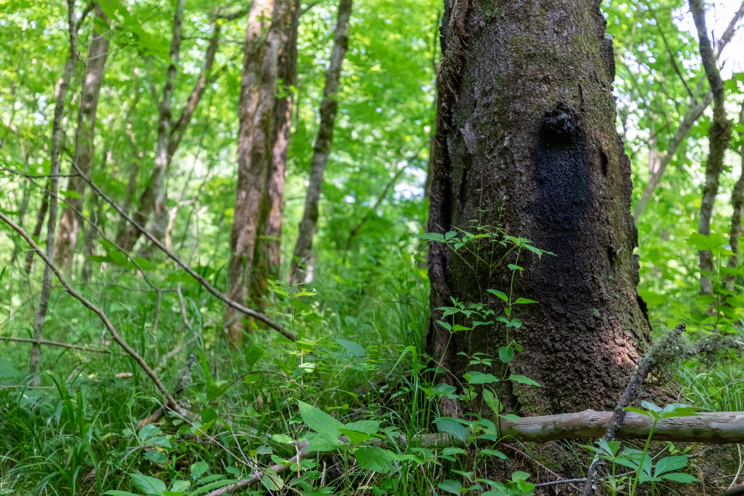 Cedar Creek Tract 47 photo 8
