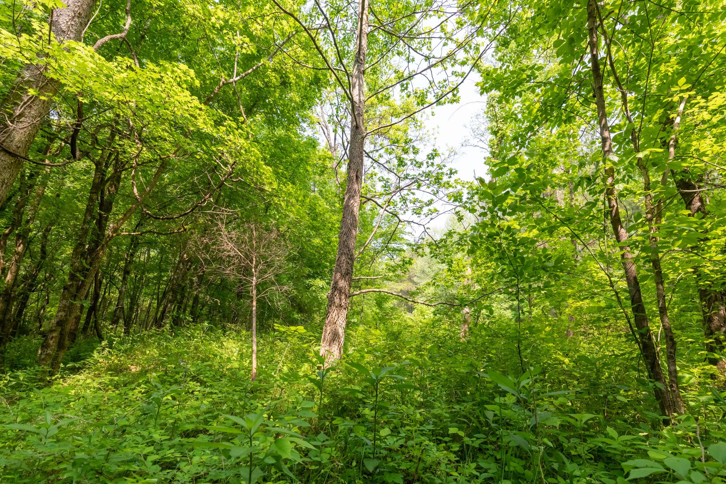 Cedar Creek Tract 47 photo 10