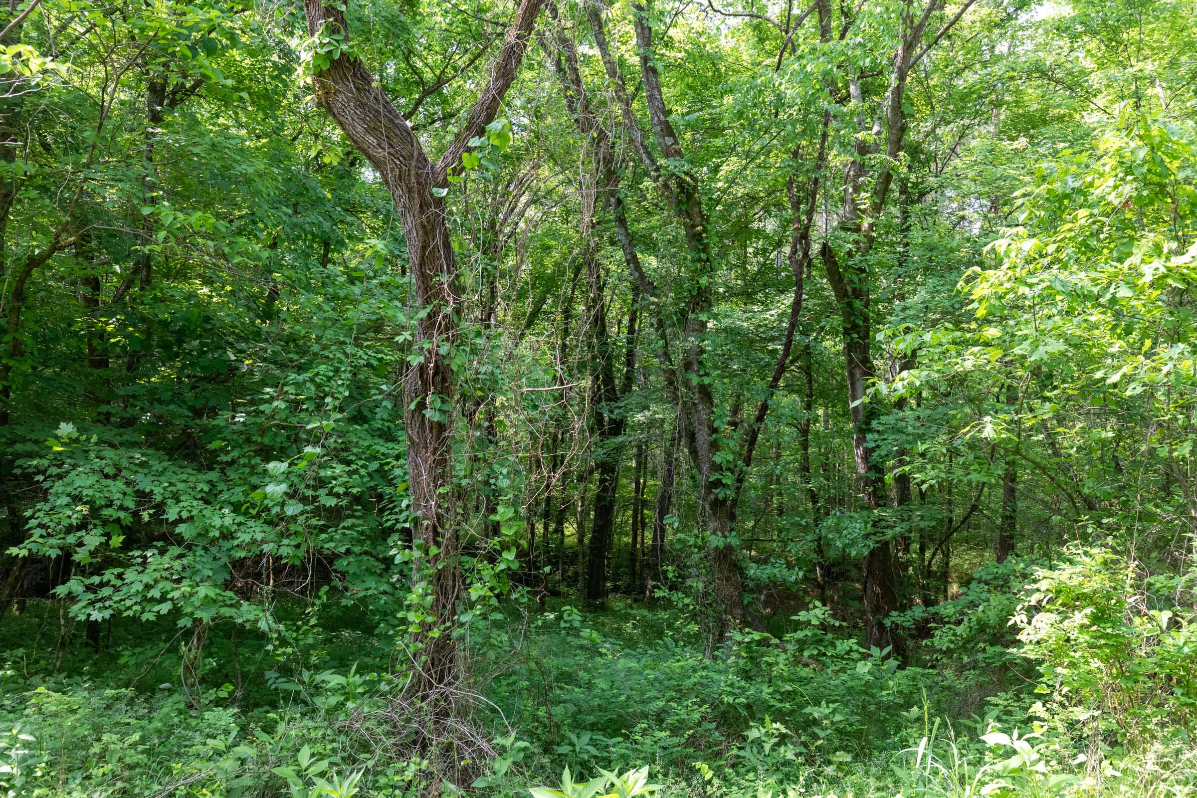 Cedar Creek Tract 47 photo 12