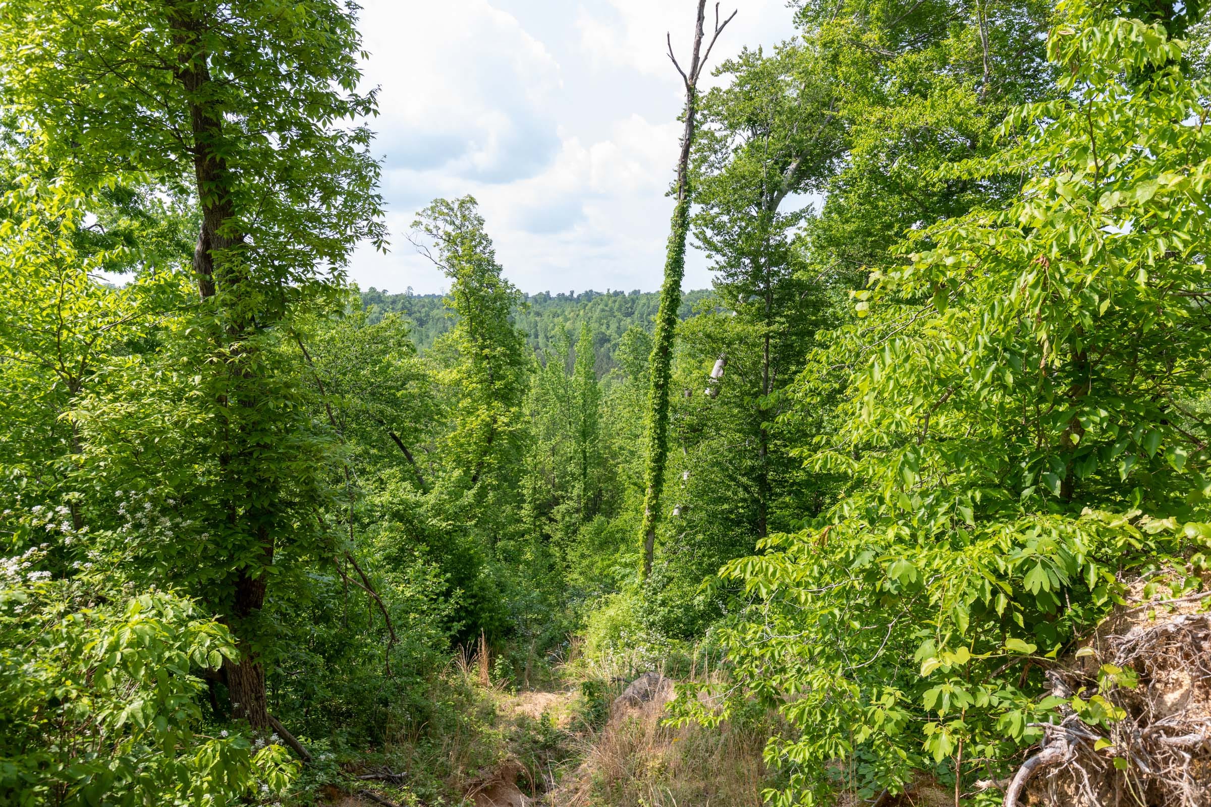 Cedar Creek Tract 47 photo 14