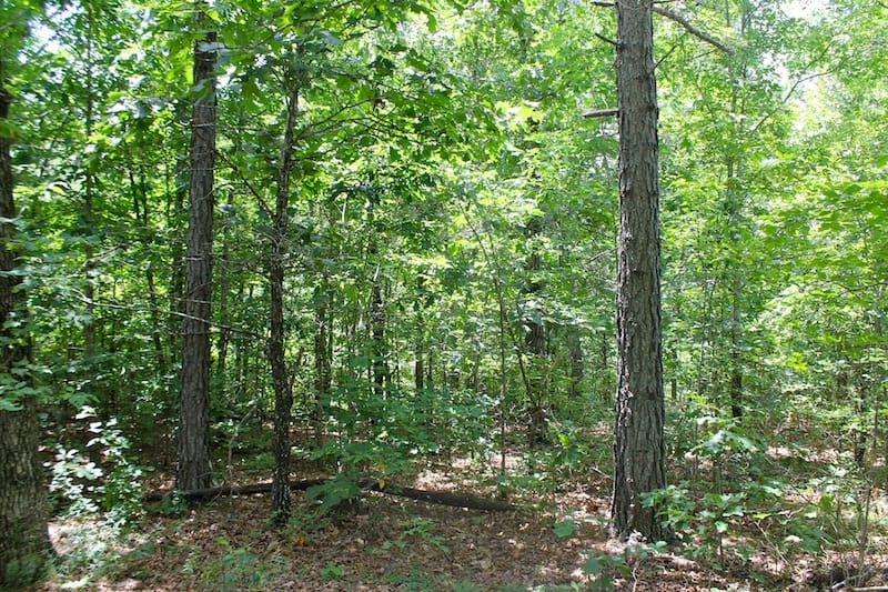 Green Mountain Ranch Tract 42 photo 2