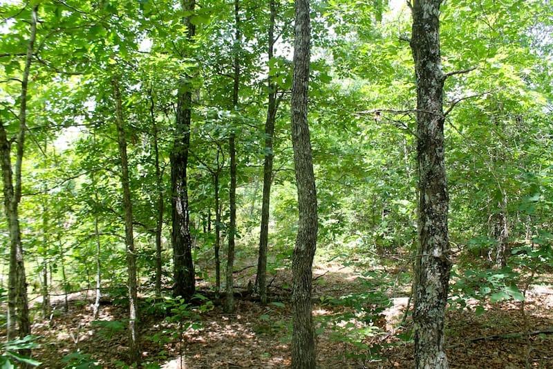 Green Mountain Ranch Tract 42 photo 5