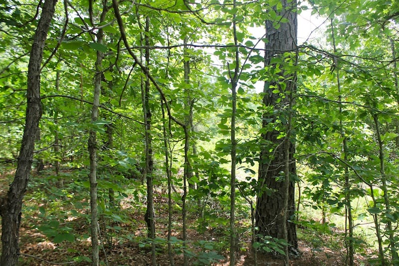 Green Mountain Ranch Tract 42 photo 9