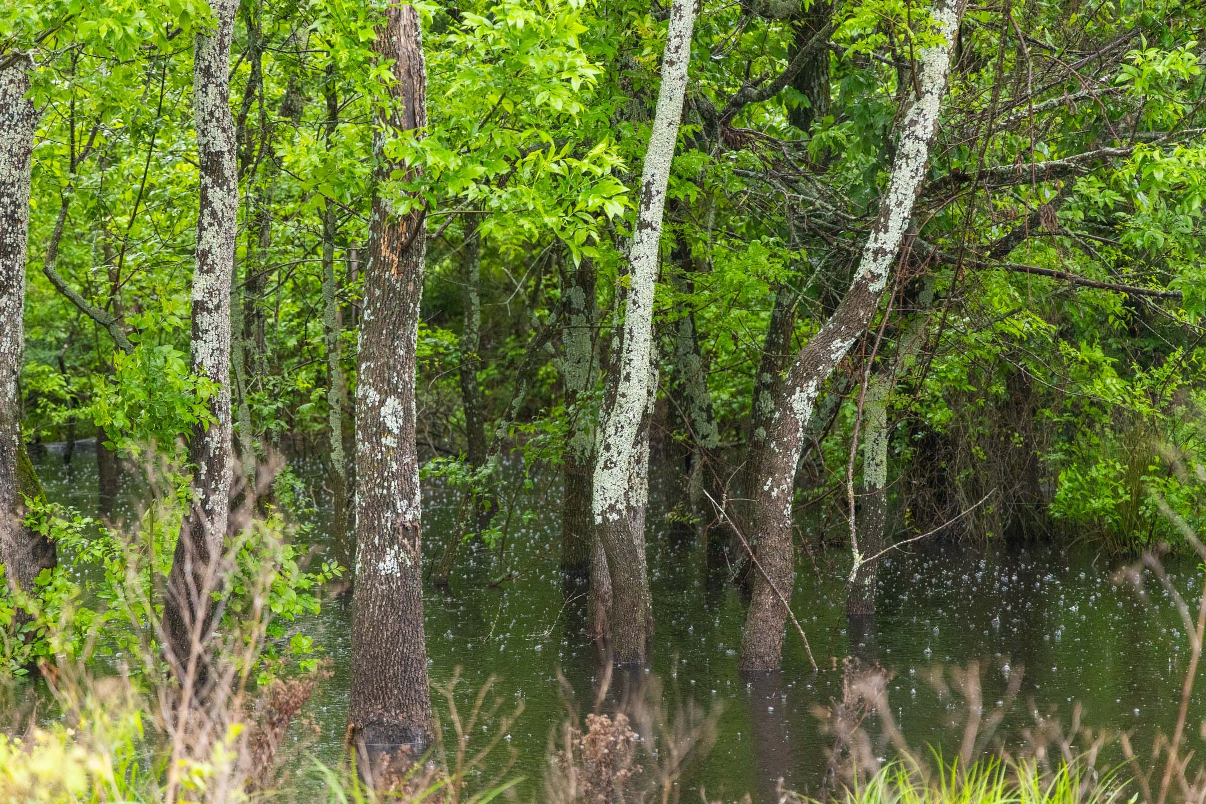 Harmony Hills Tract 20 photo 4