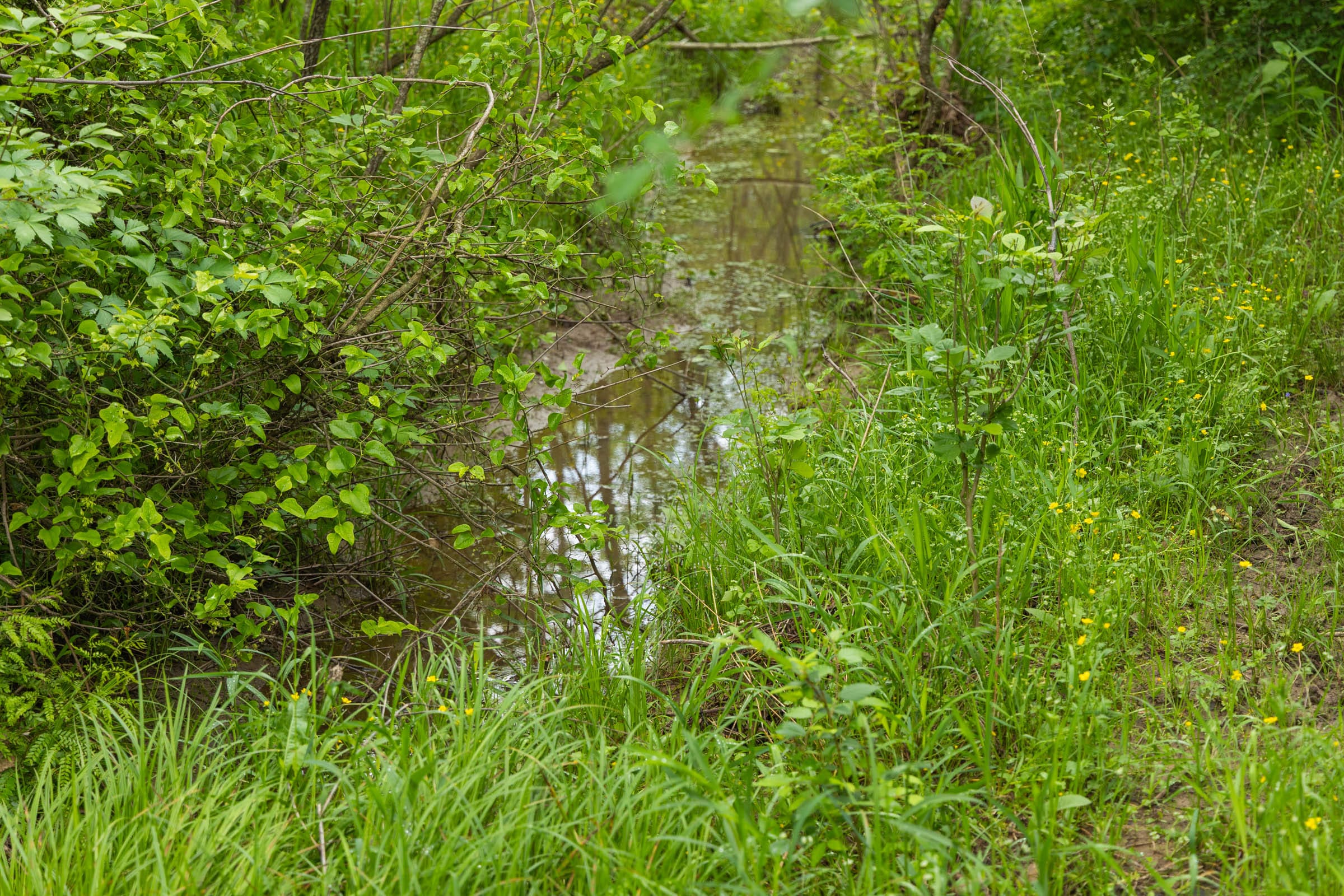 Harmony Hills Tract 12 photo 6
