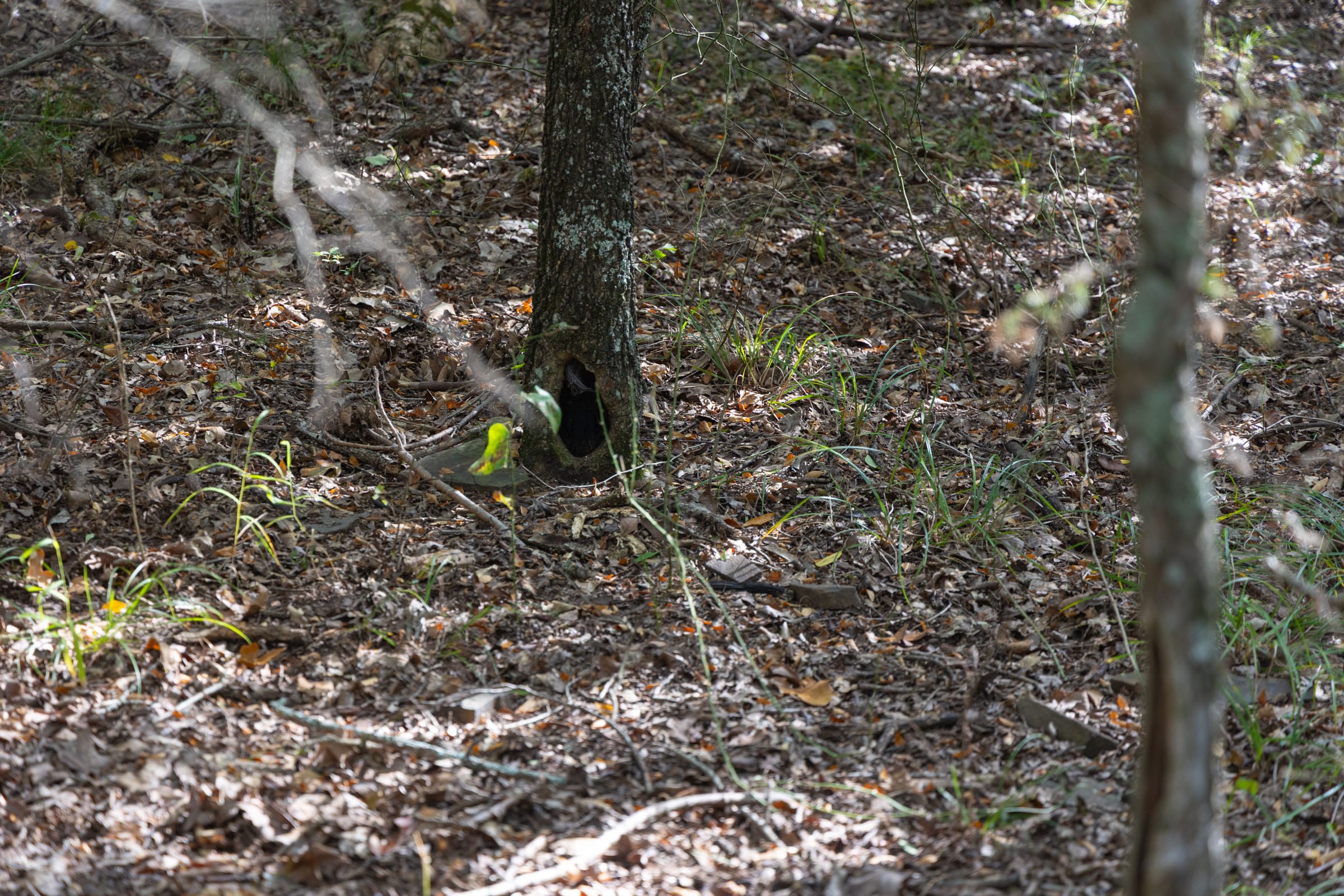 Reserves At Cattail Cove Phase II Tract 45 photo 4