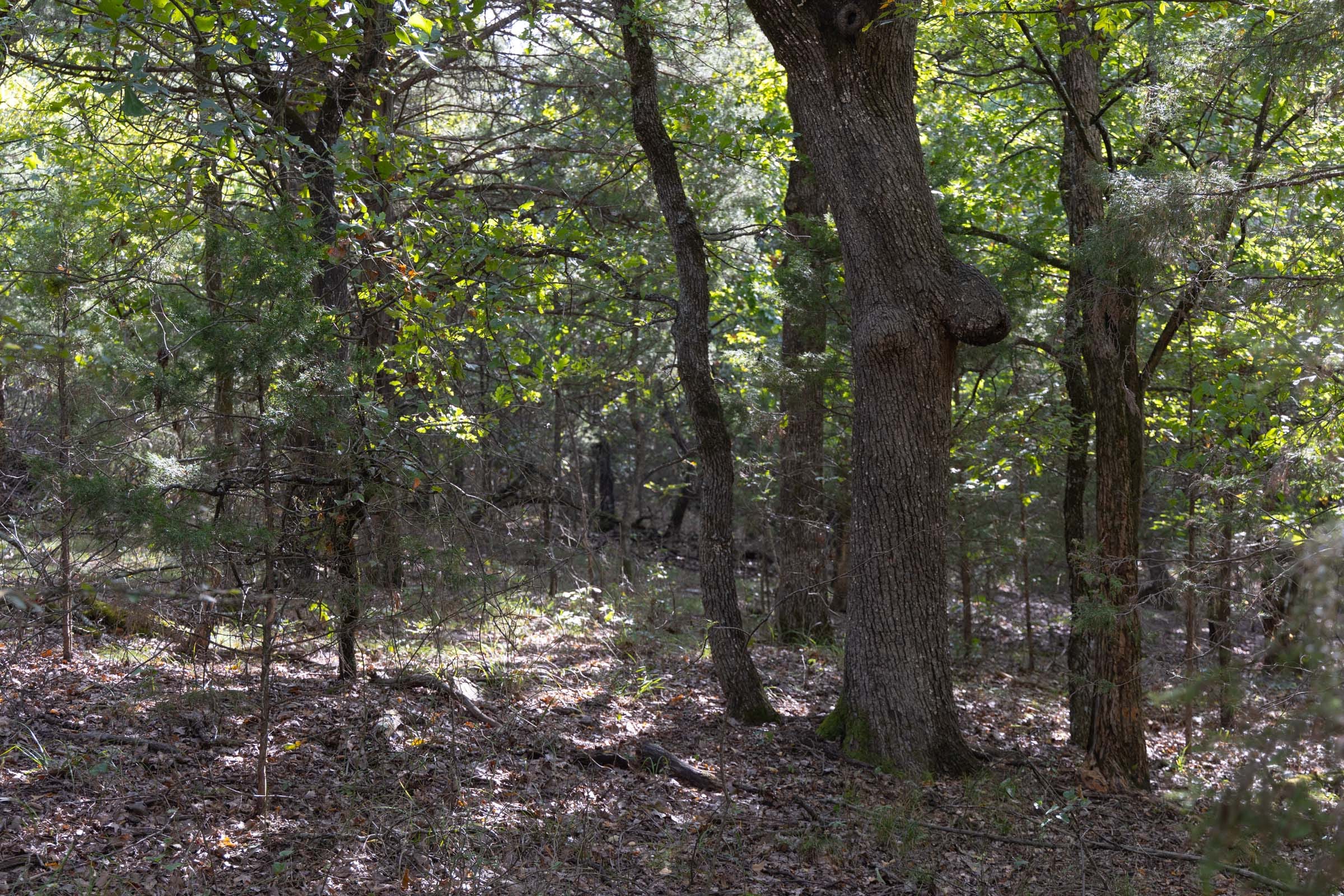 Reserves At Cattail Cove Phase II Tract 45 photo 7