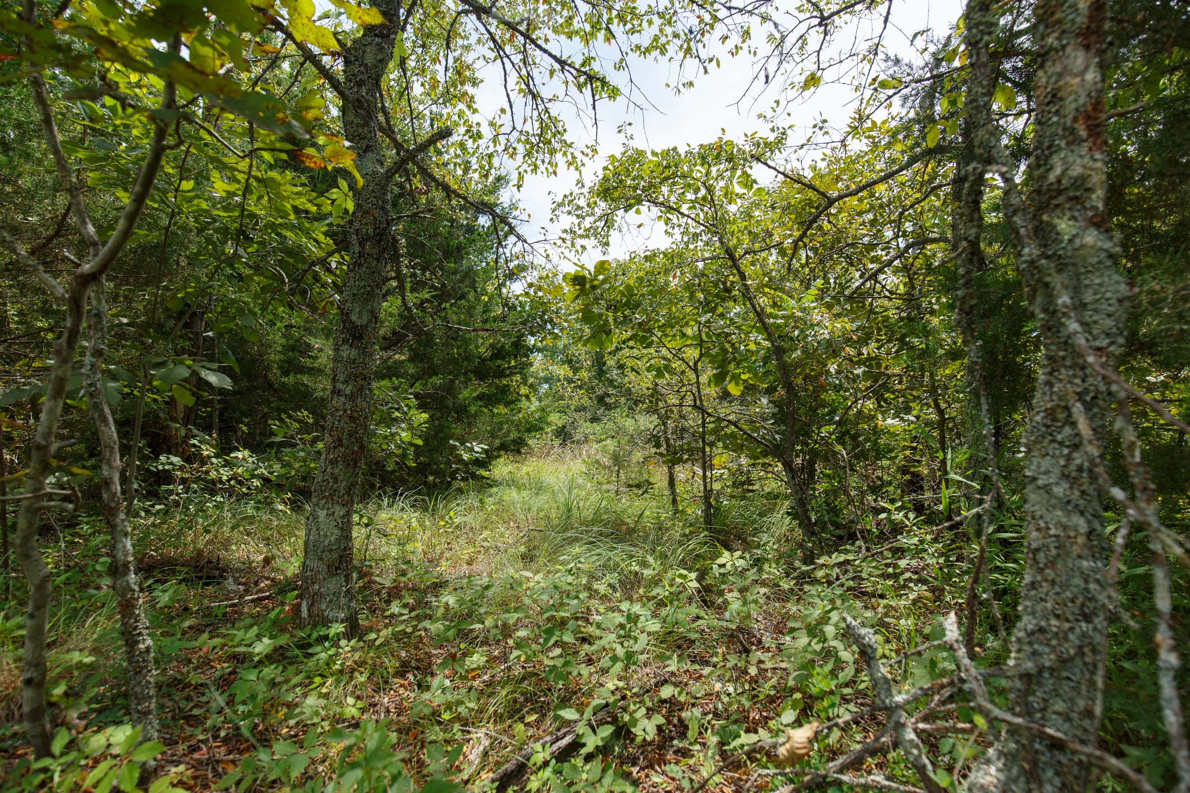 Timber Ridge Tract 17 photo 5