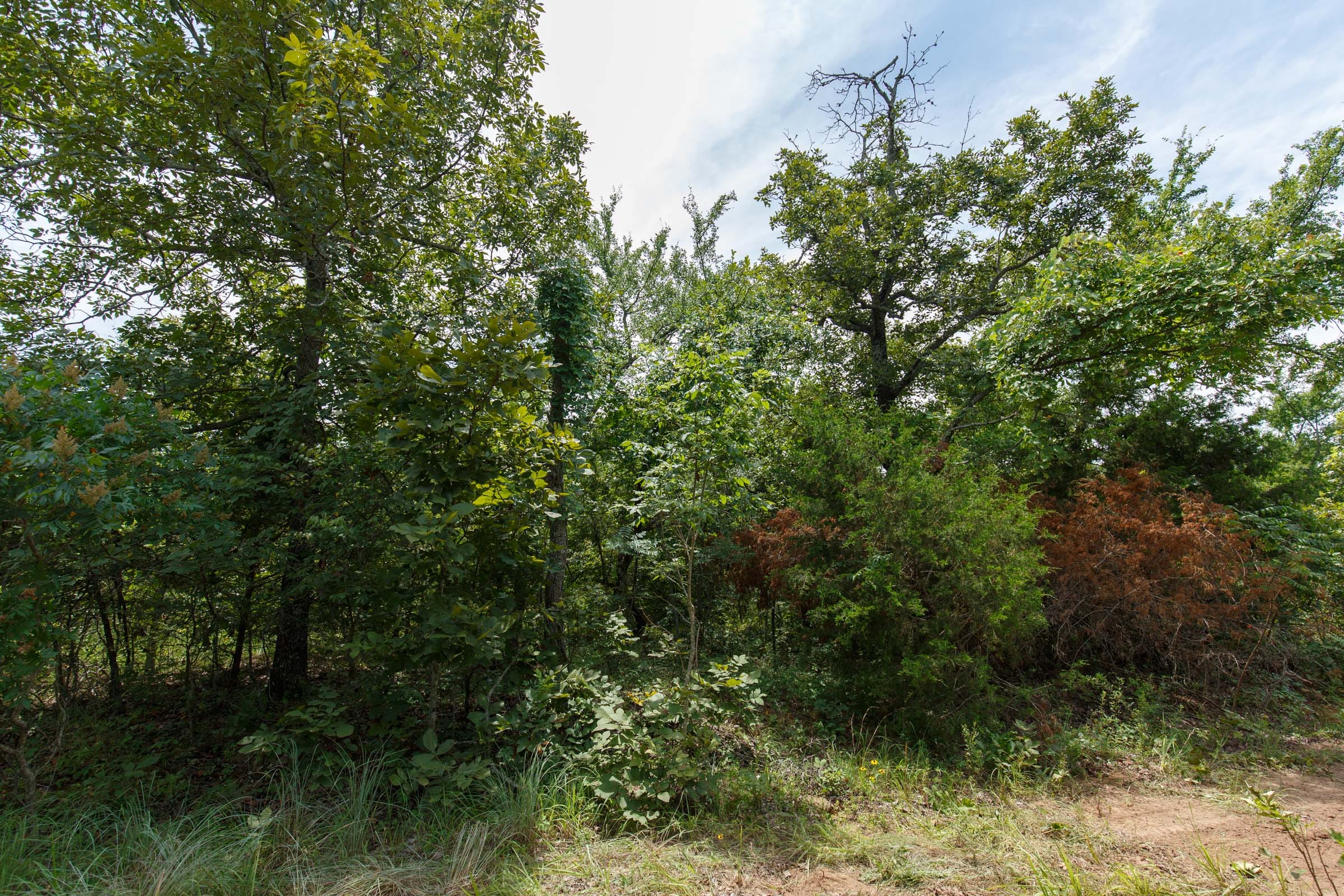 Timber Ridge Tract 17 photo 6