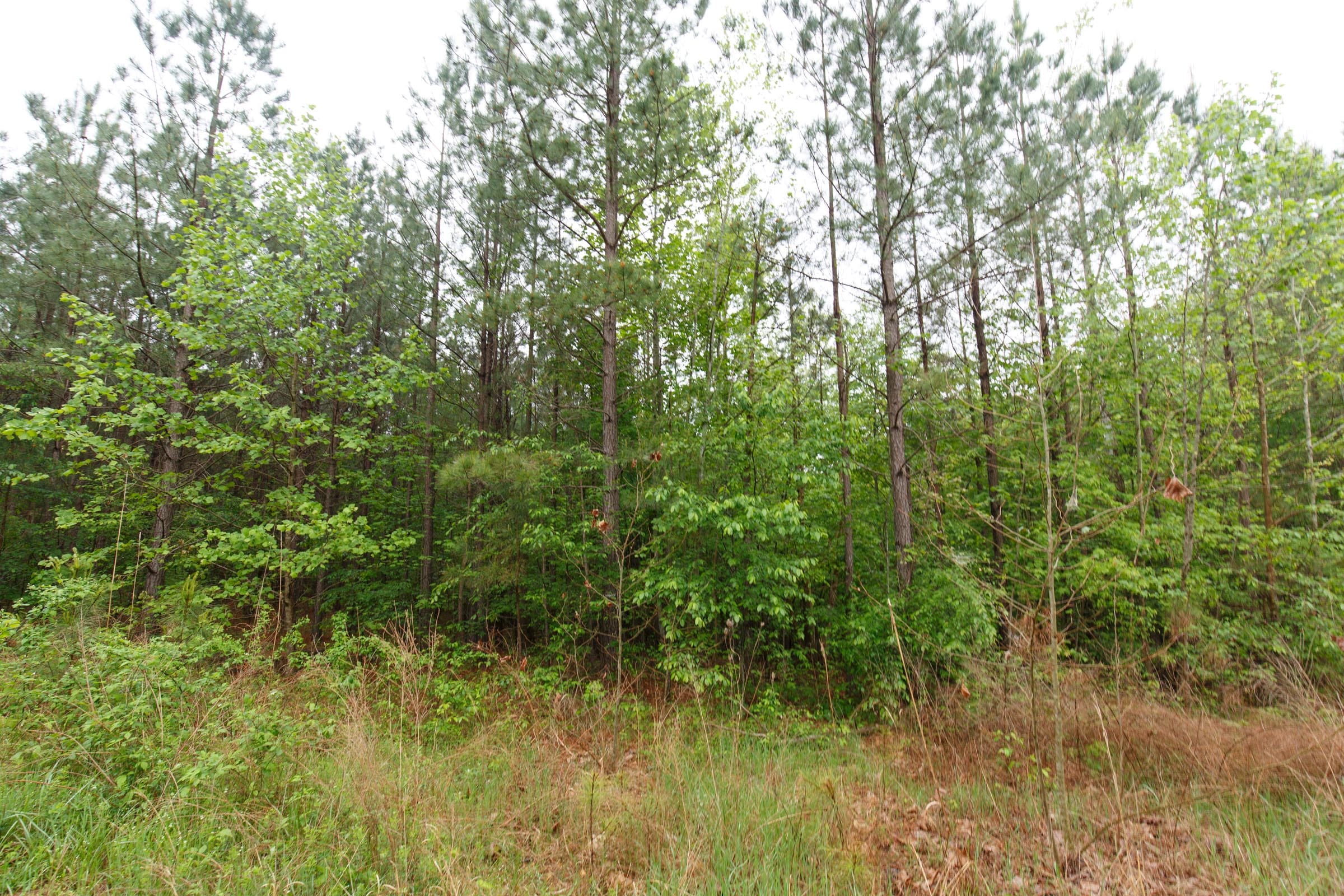 Red Barn Ranch Tract 65 photo 2