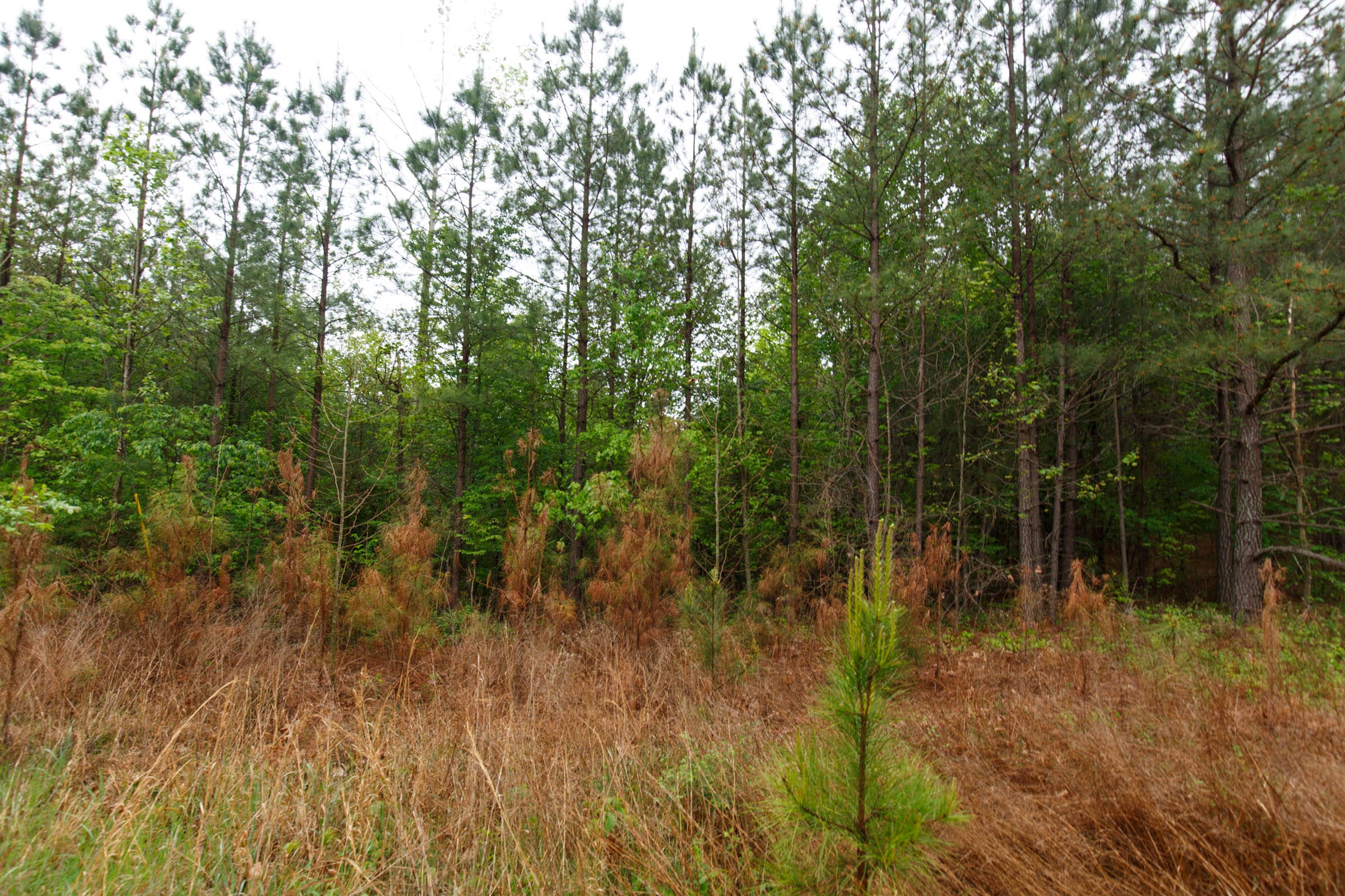 Red Barn Ranch Tract 65 photo 6