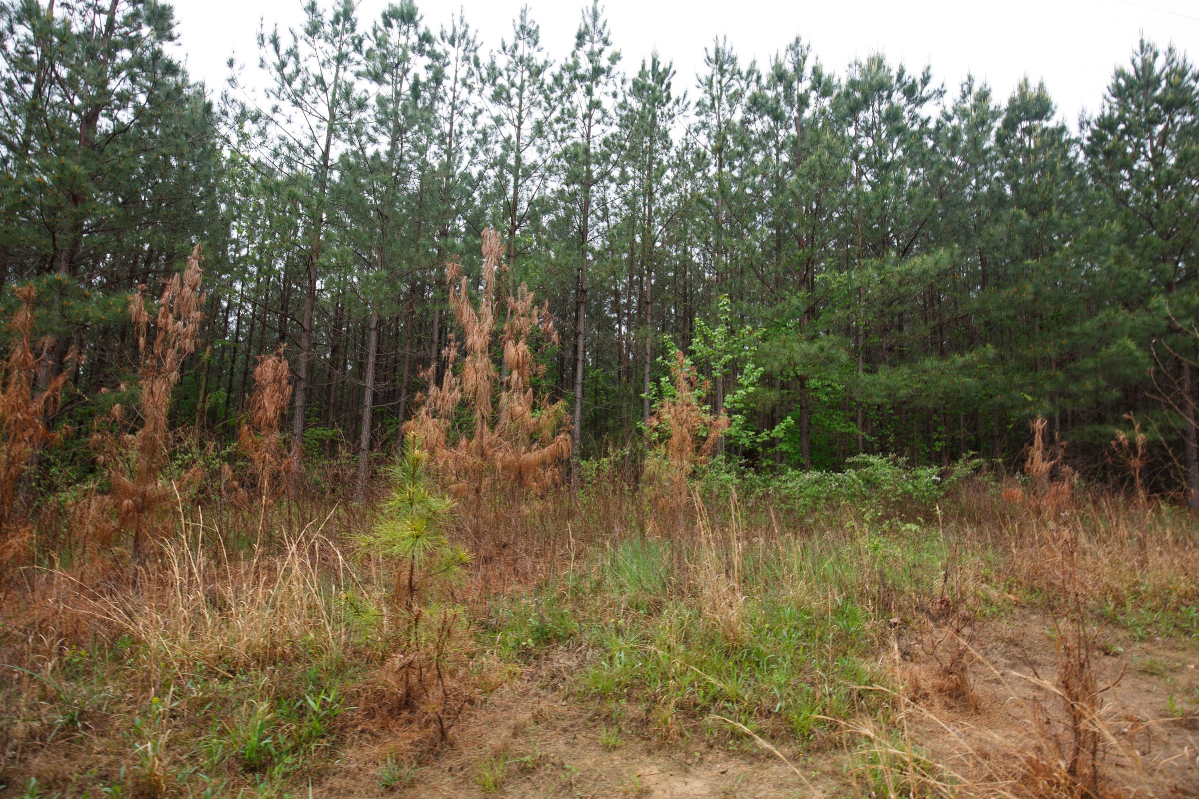Red Barn Ranch Tract 65 photo 7