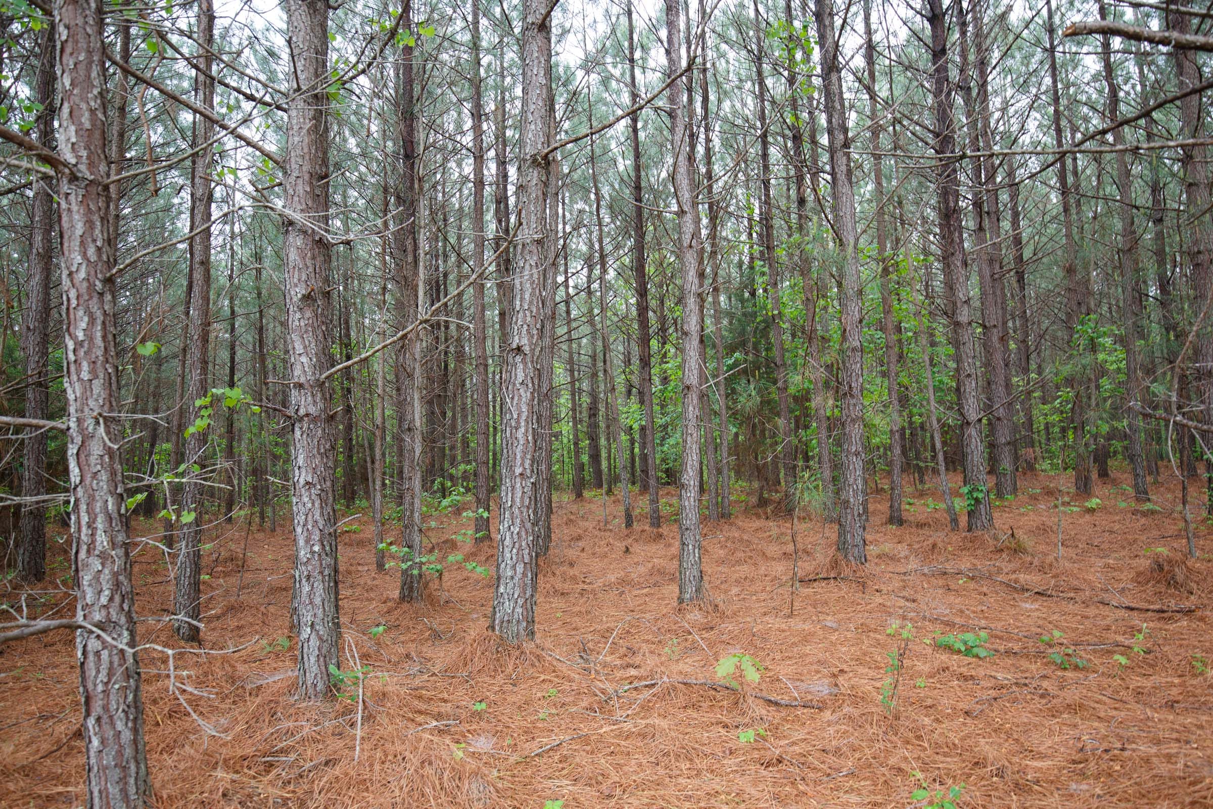 Red Barn Ranch Tract 65 photo 9