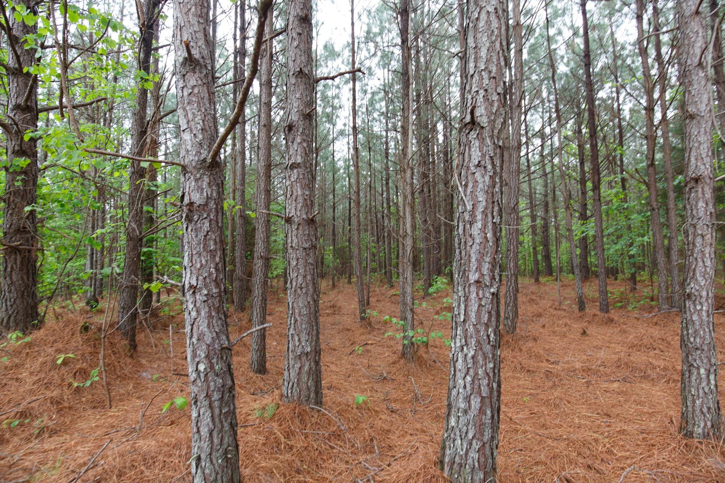 Red Barn Ranch Tract 65 photo 10