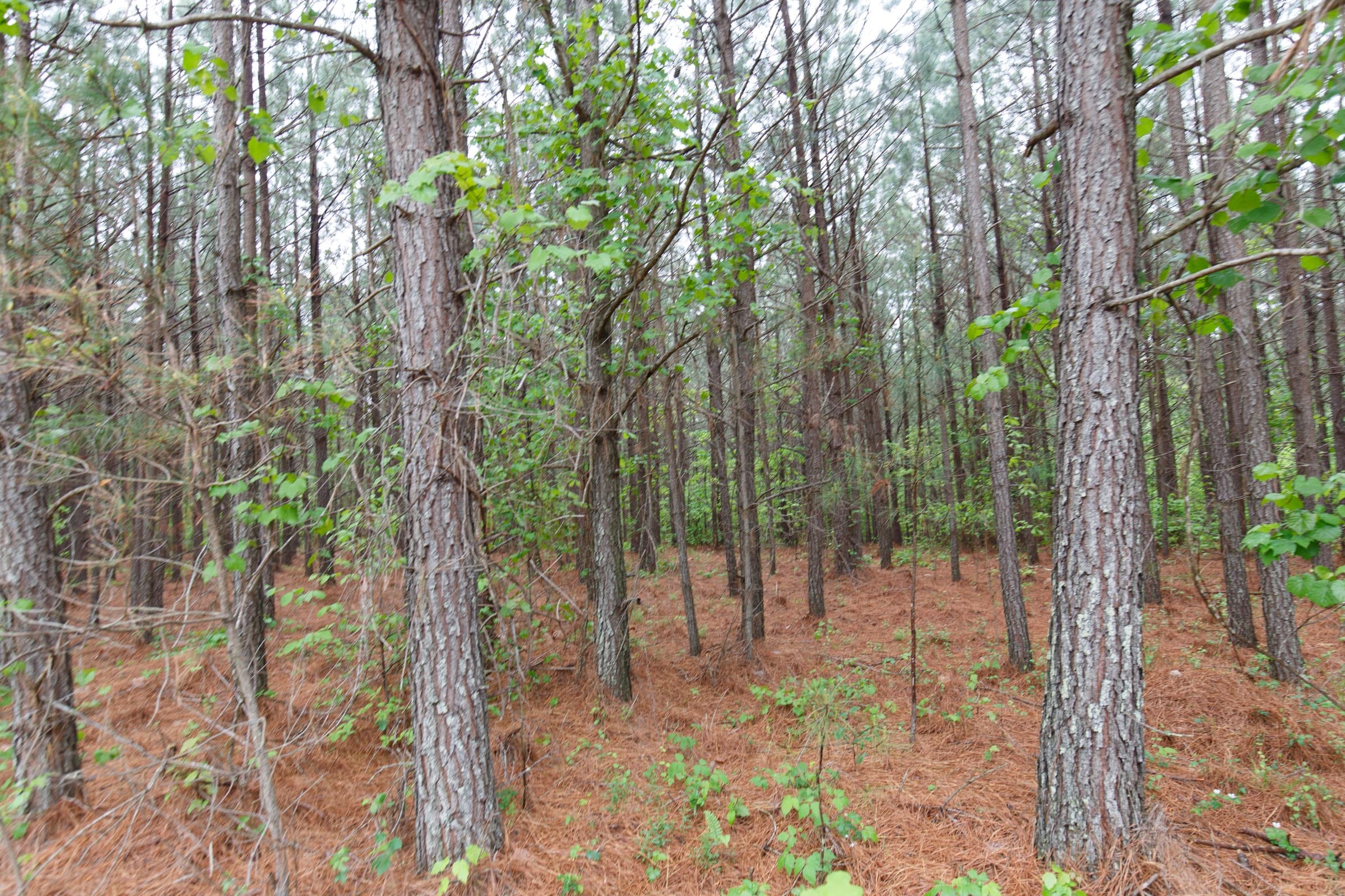 Red Barn Ranch Tract 65 photo 11