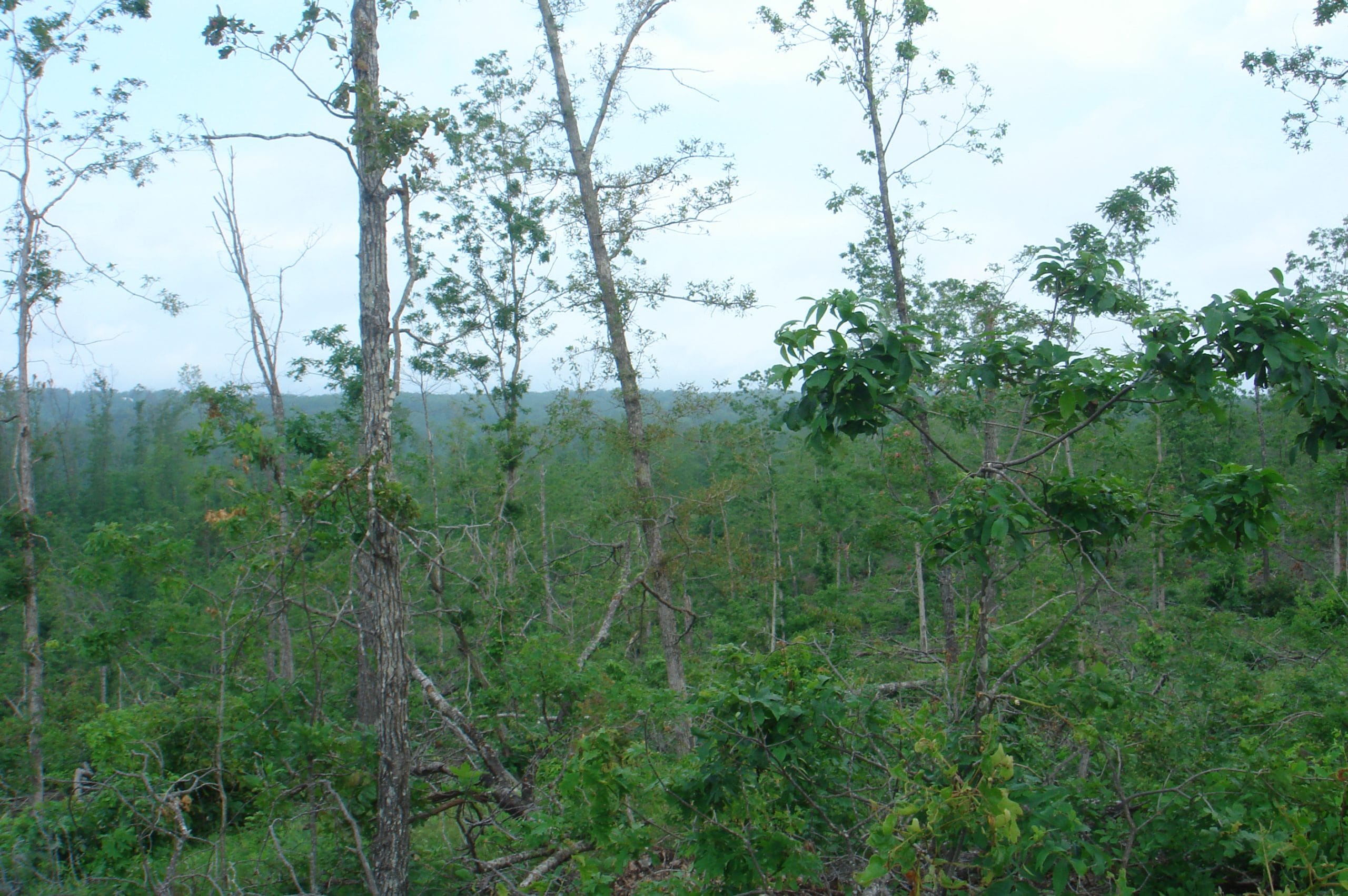 Deer Valley Tract 13 photo 4