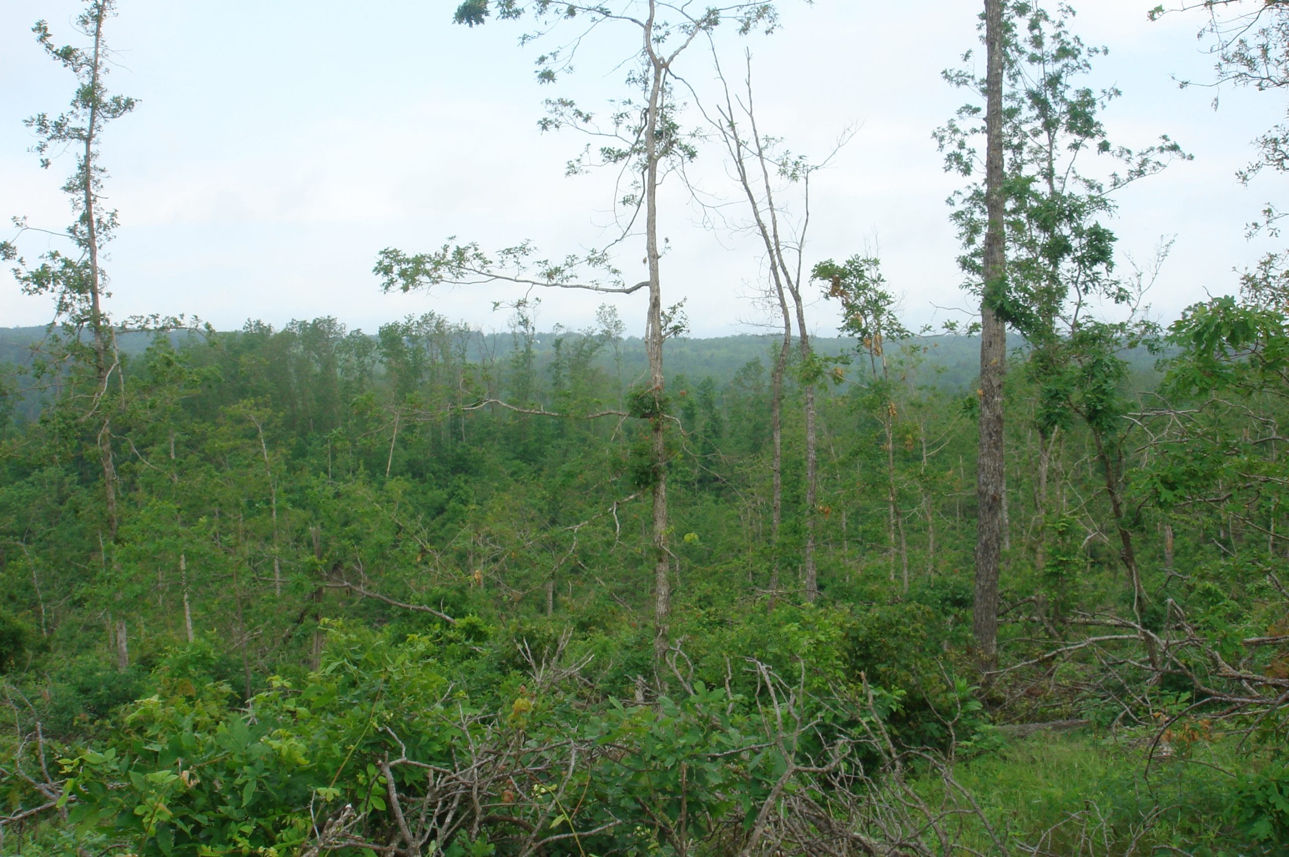 Deer Valley Tract 13 photo 6