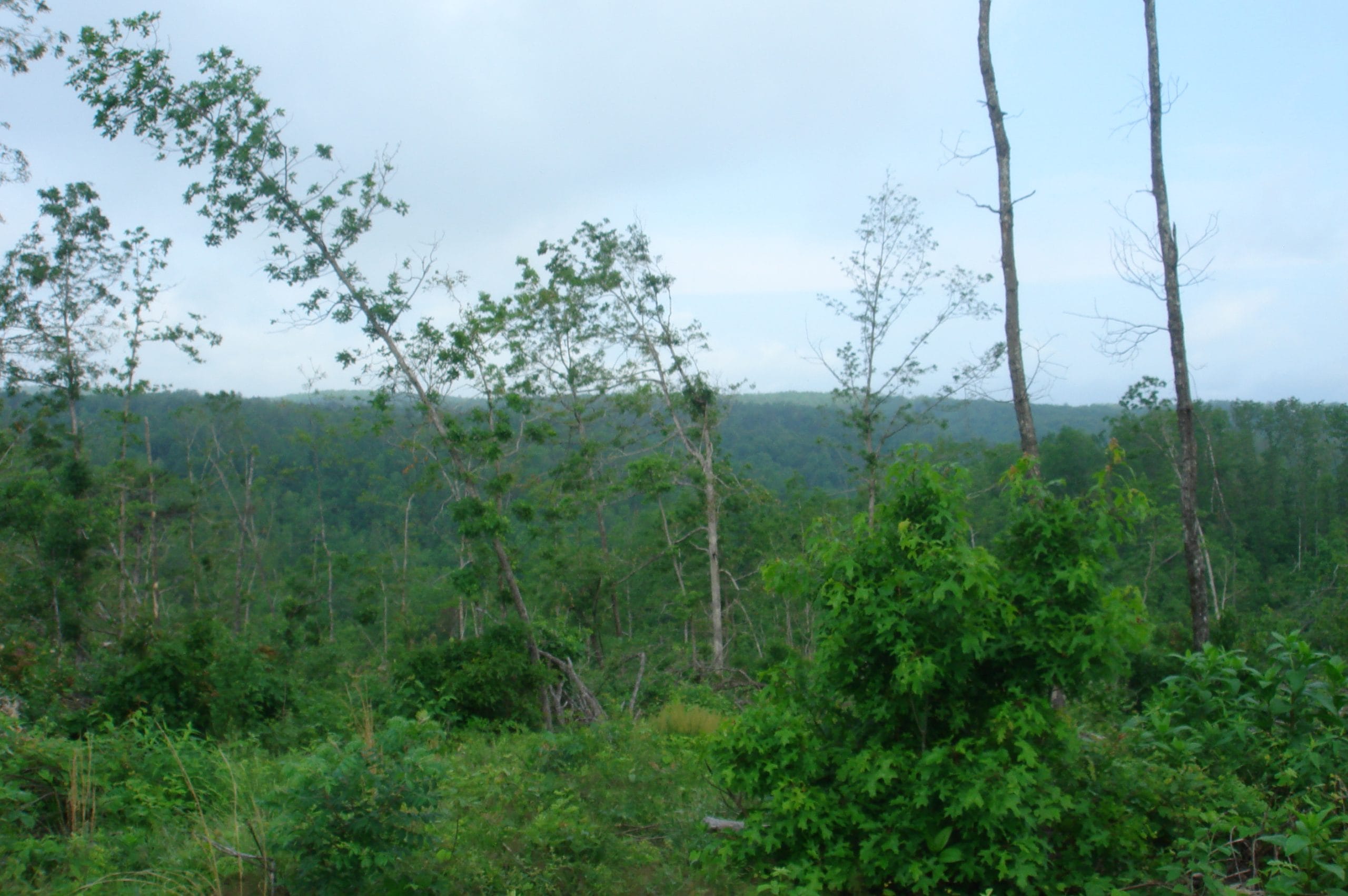 Deer Valley Tract 13 photo 7
