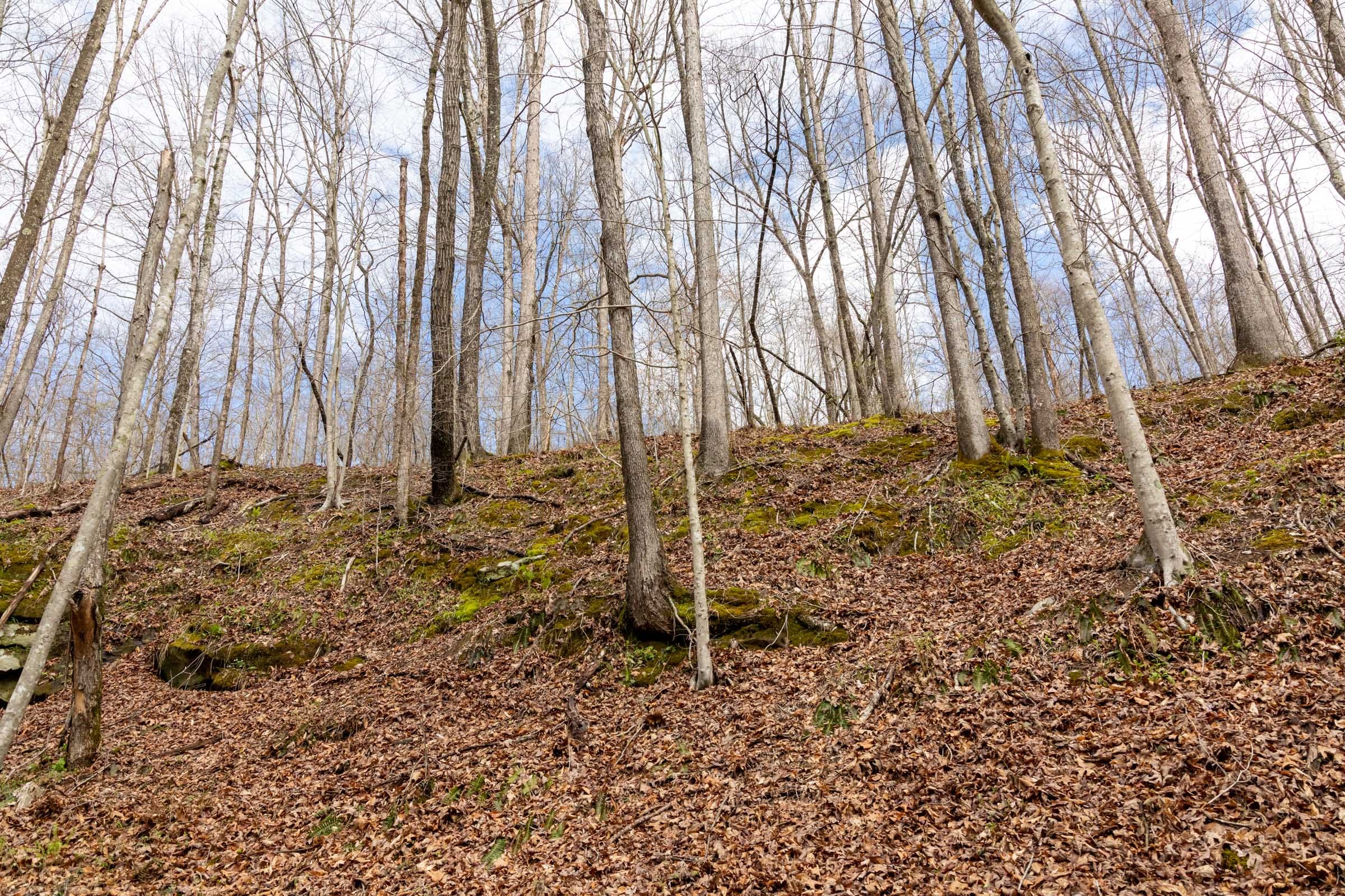 Woodland Heights Tract 18 photo 7