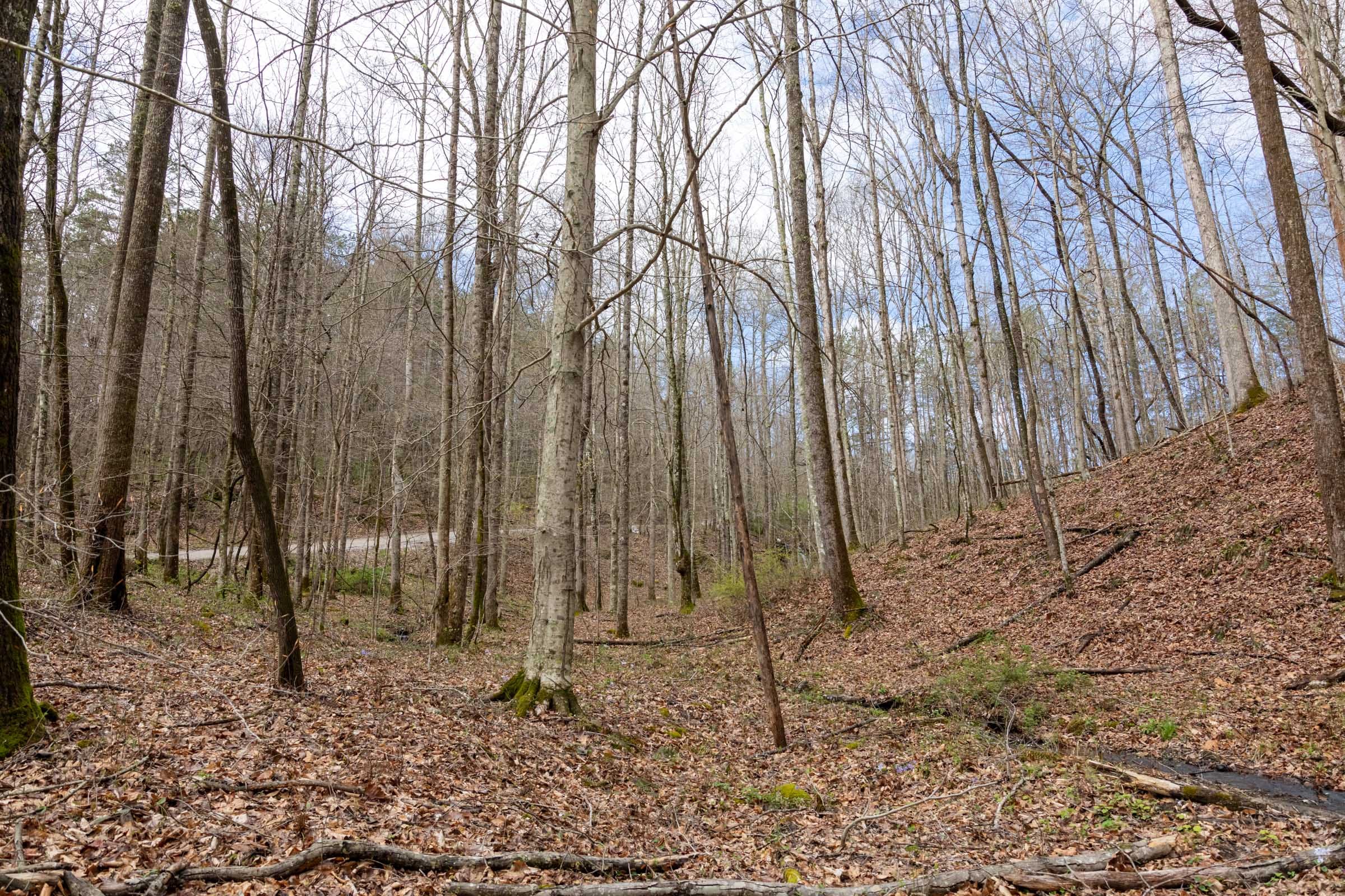 Woodland Heights Tract 18 photo 9