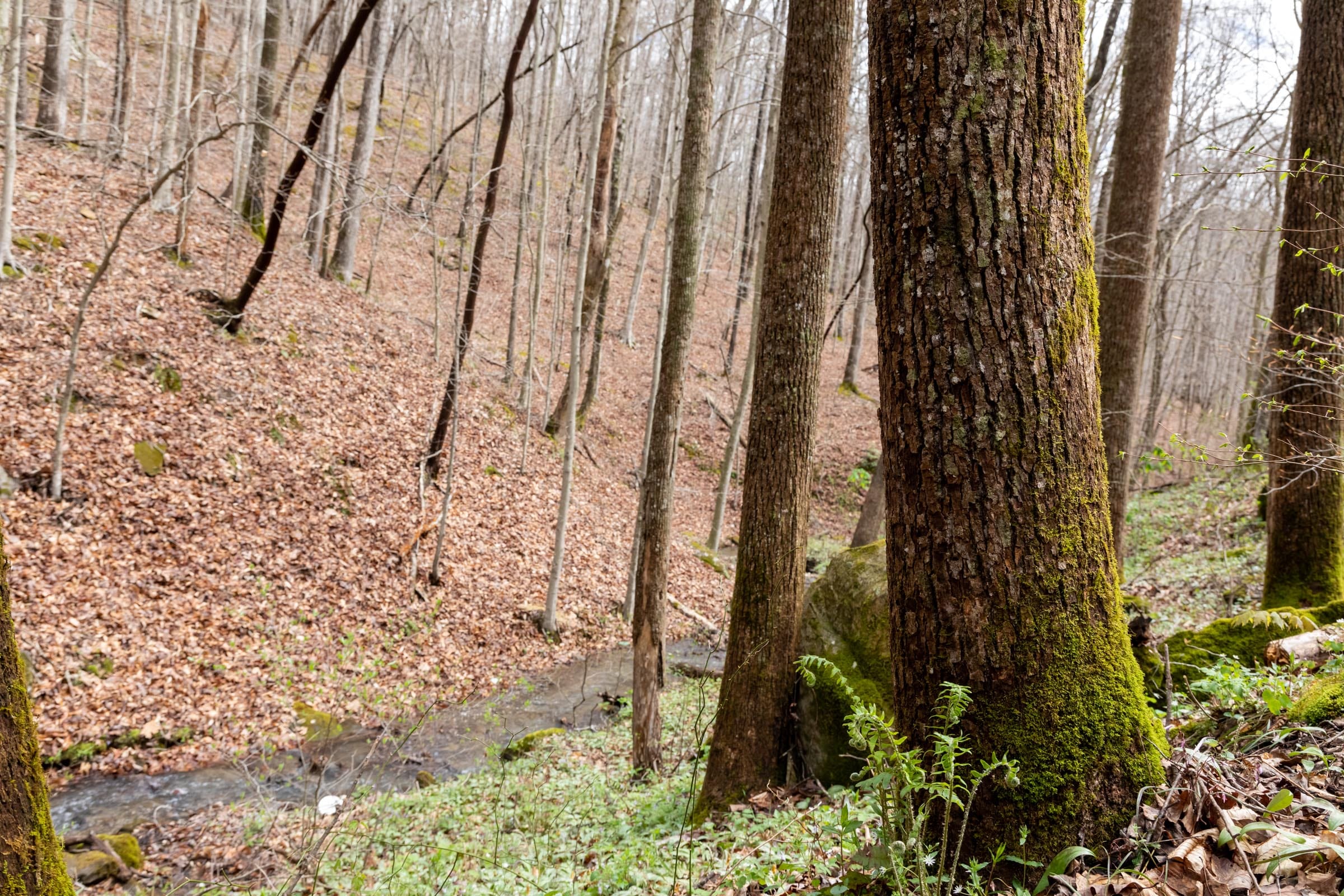 Woodland Heights Tract 18 photo 10
