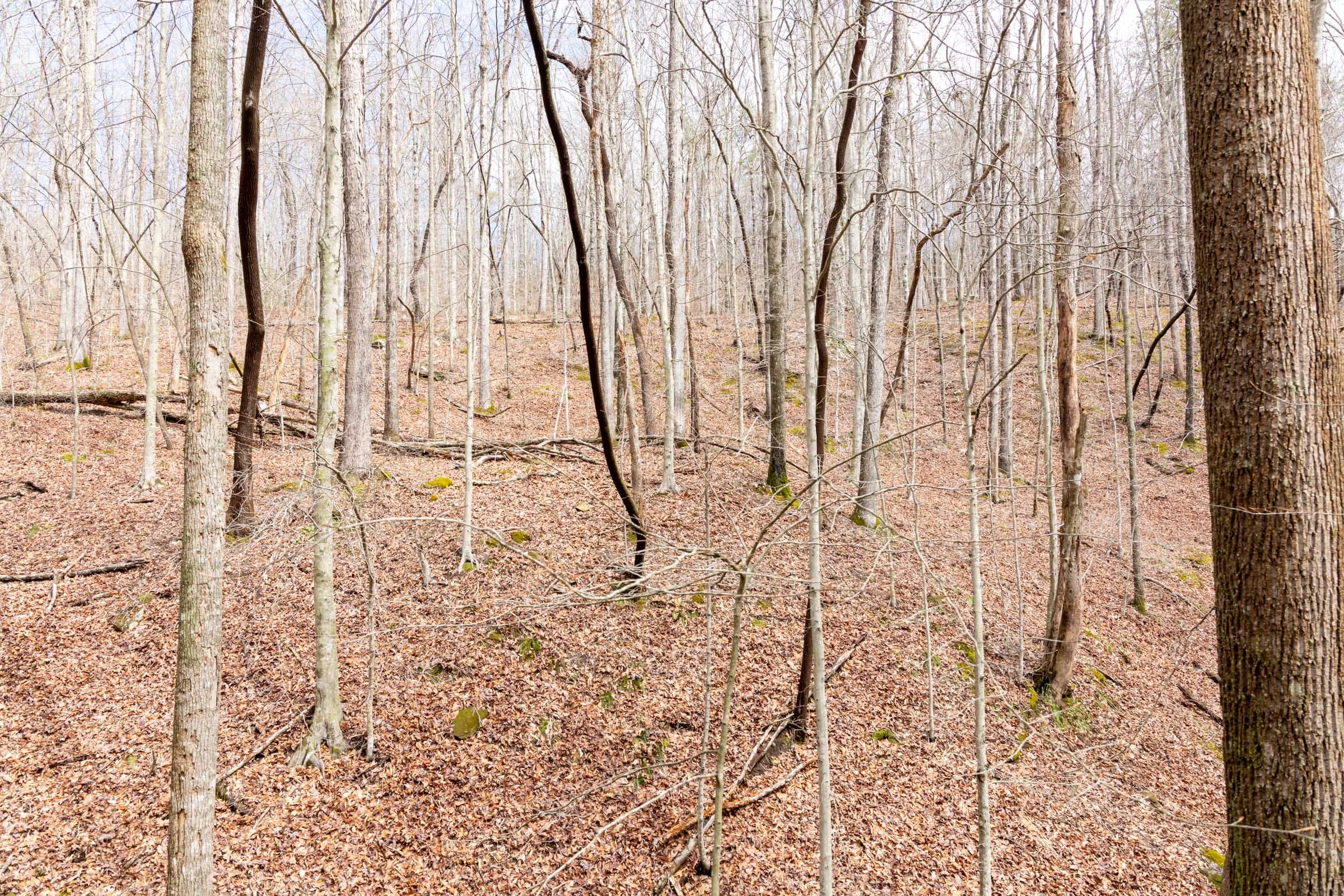 Woodland Heights Tract 18 photo 13