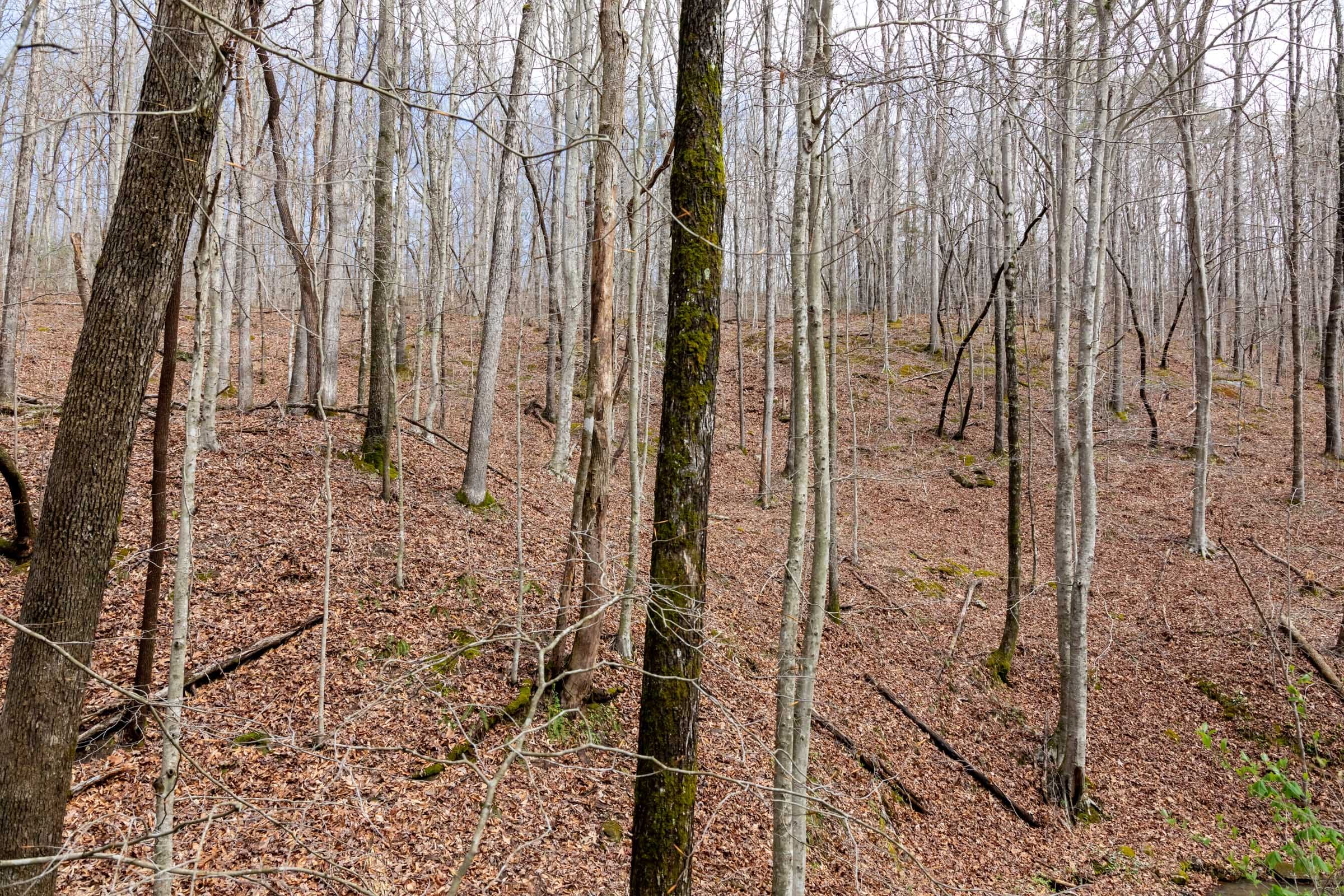 Woodland Heights Tract 18 photo 14