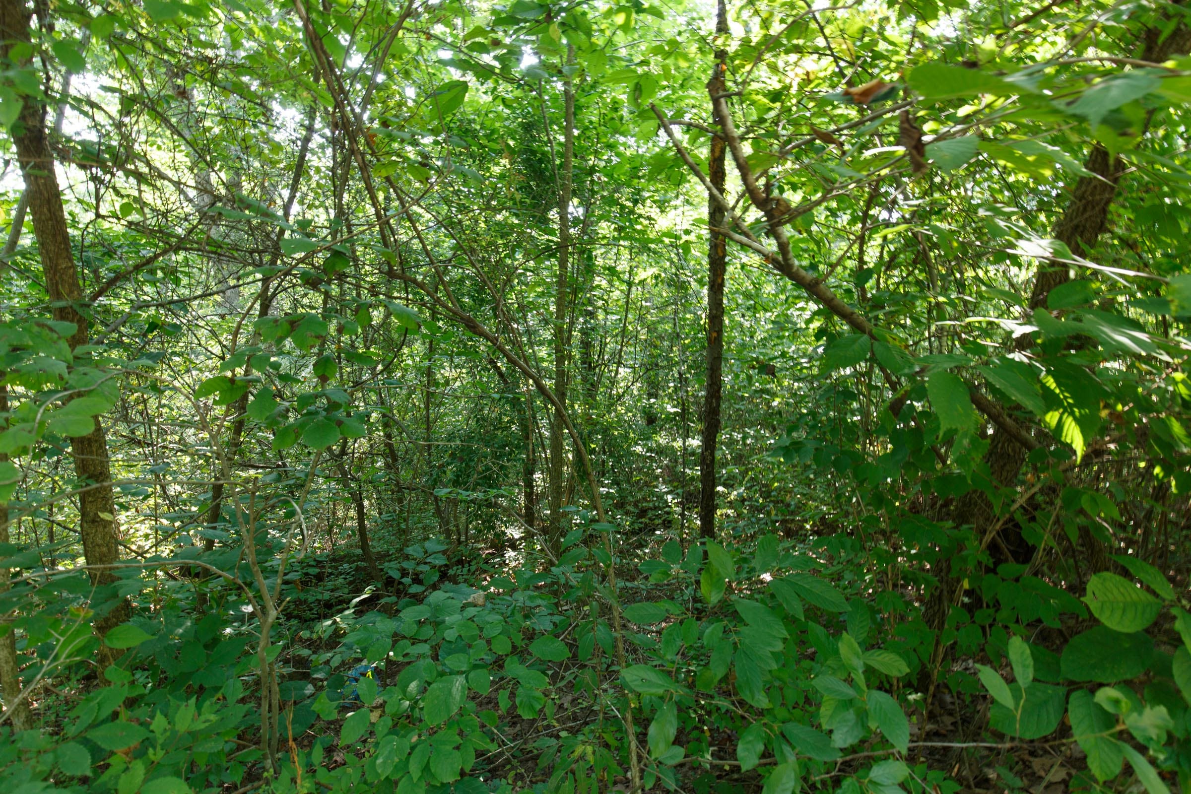 Spring Lake Plat 4 Tract 37 photo 3