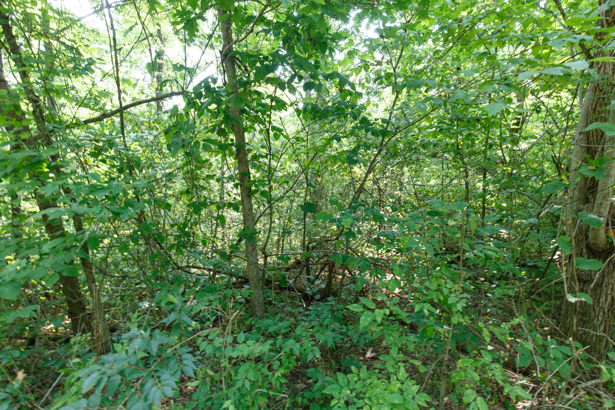 Spring Lake Plat 4 Tract 37 photo 1
