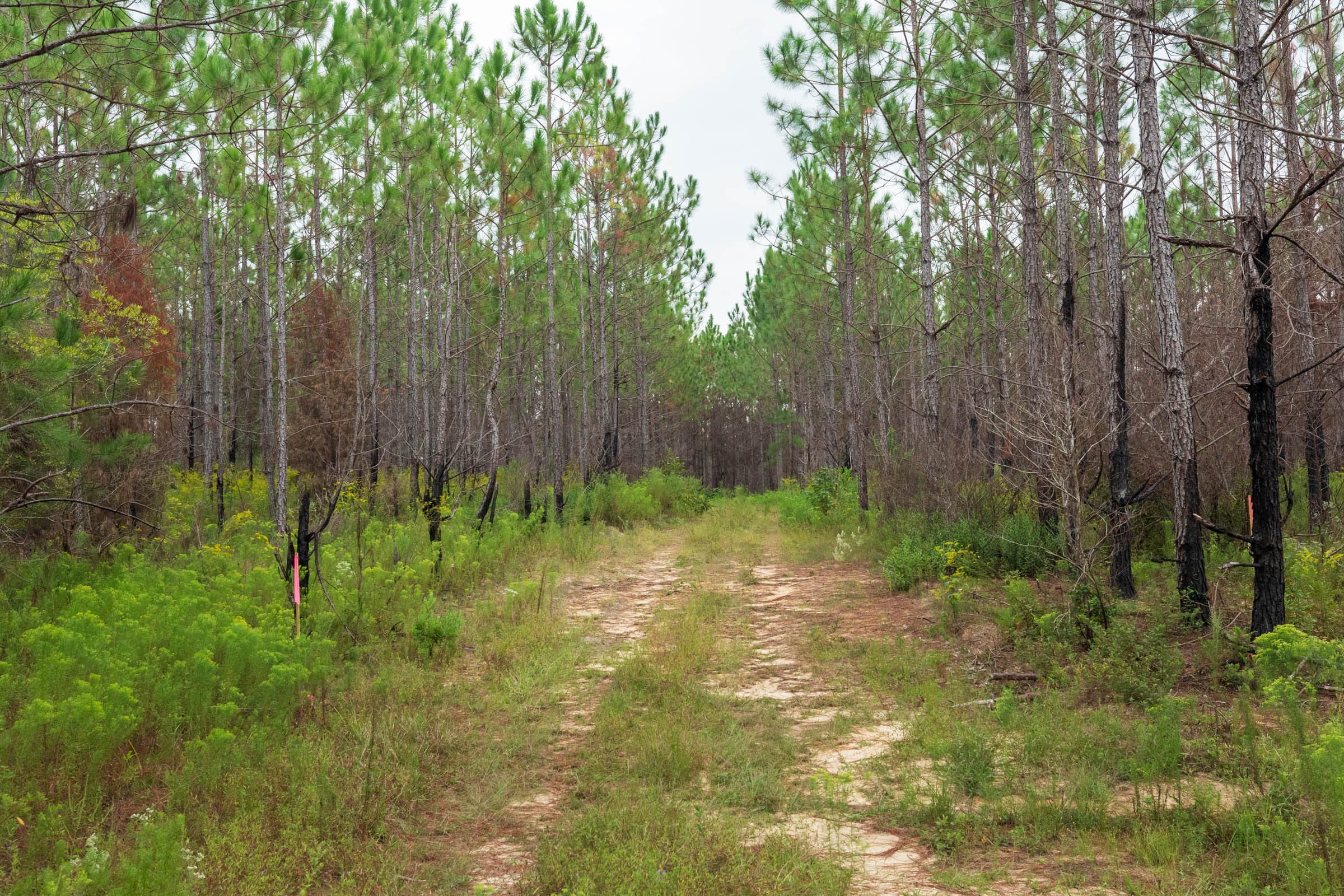 Jackson’s Gap Tract 9 photo 1