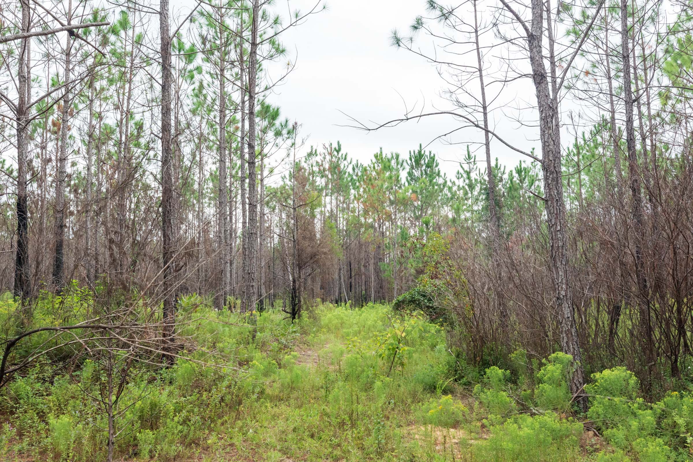 Jackson’s Gap Tract 9 photo 6
