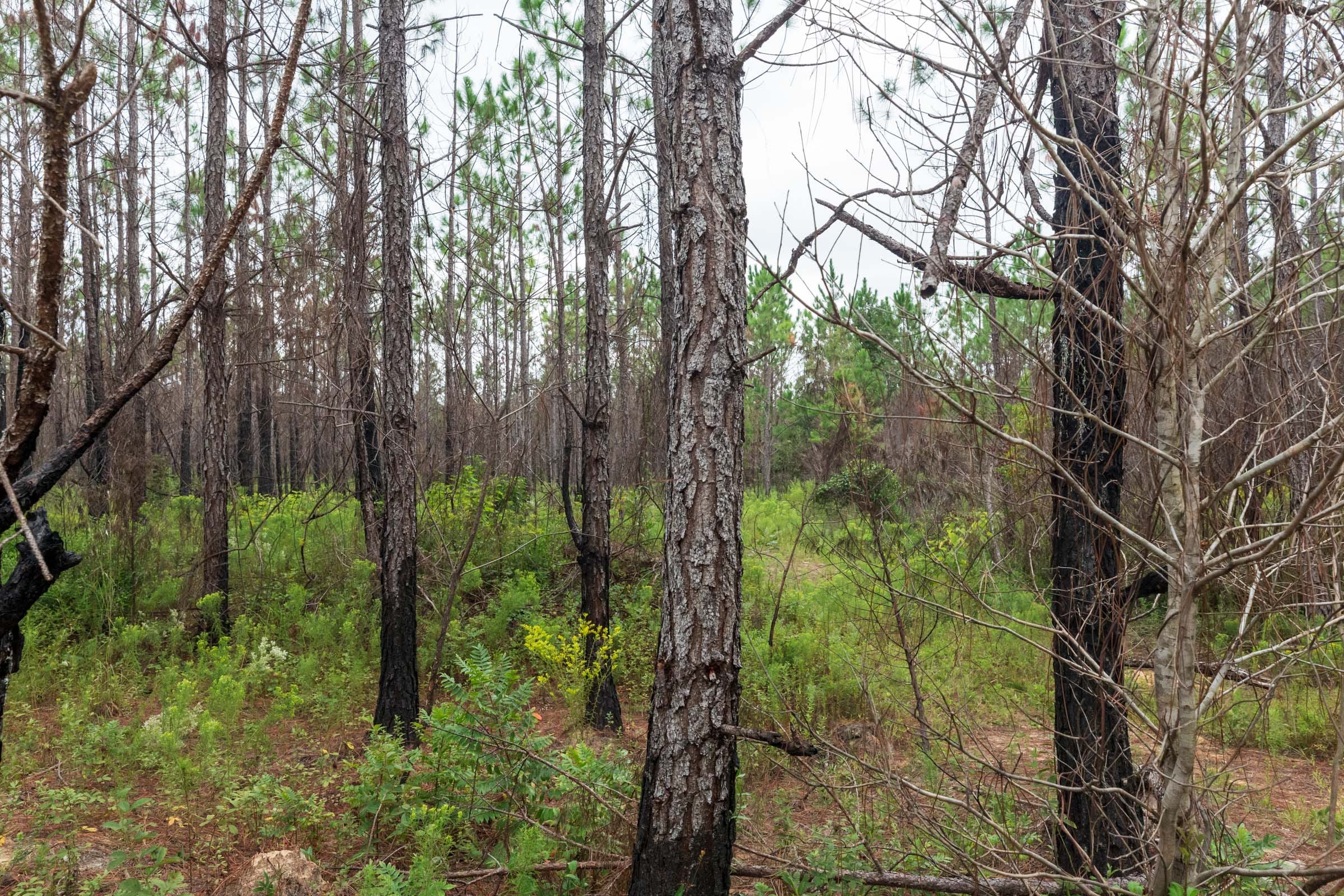 Jackson’s Gap Tract 9 photo 2