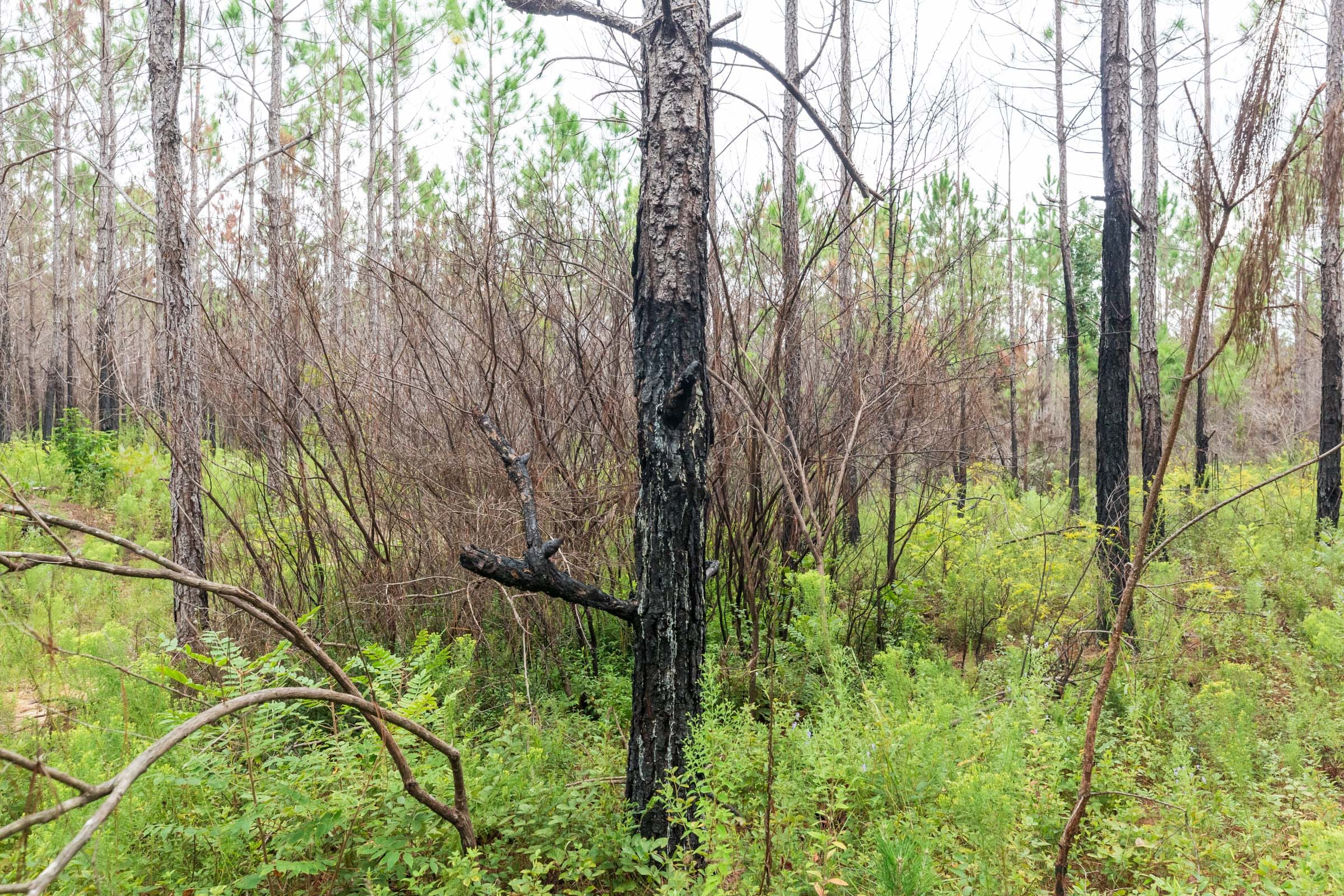 Jackson’s Gap Tract 9 photo 7