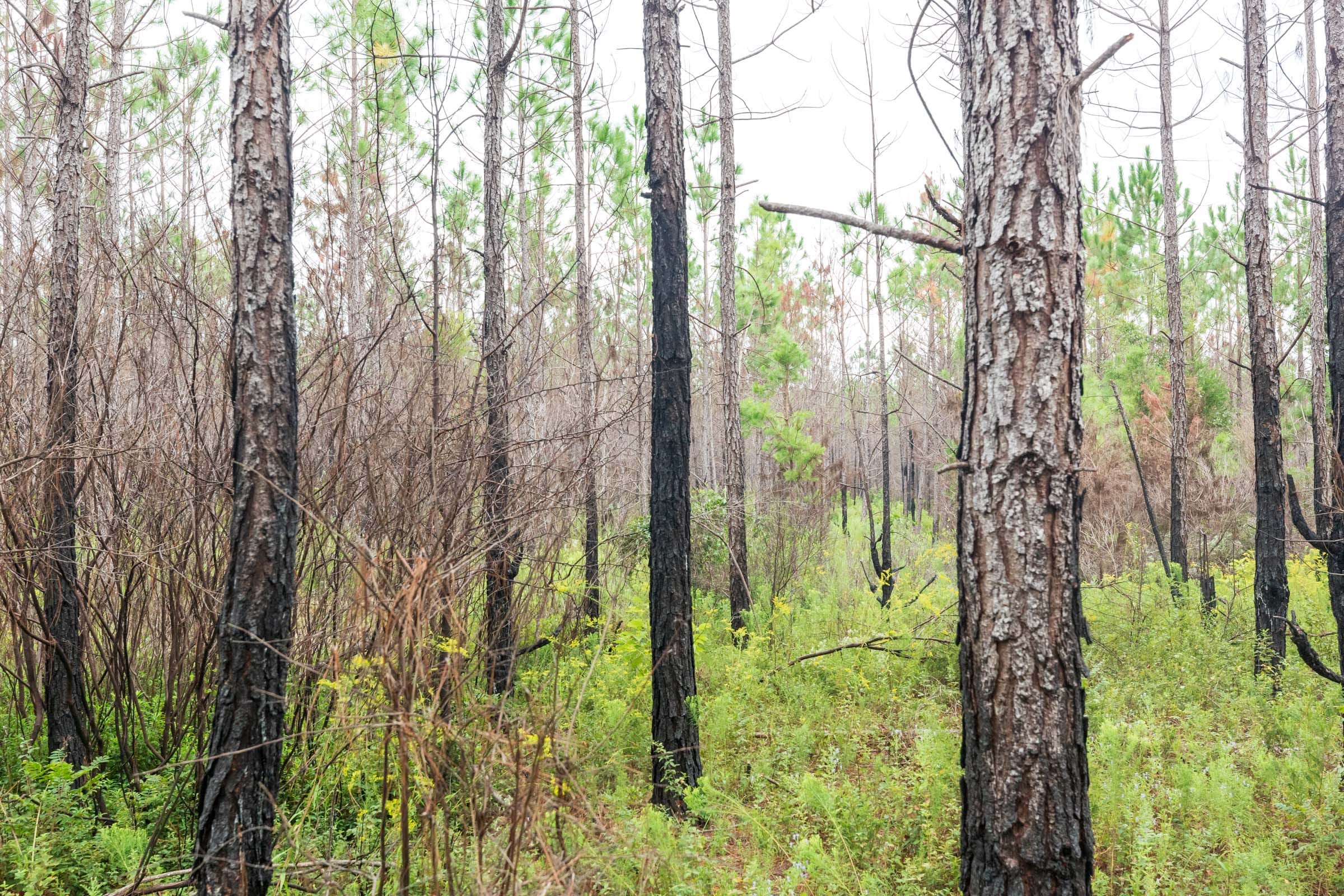 Jackson’s Gap Tract 9 photo 8