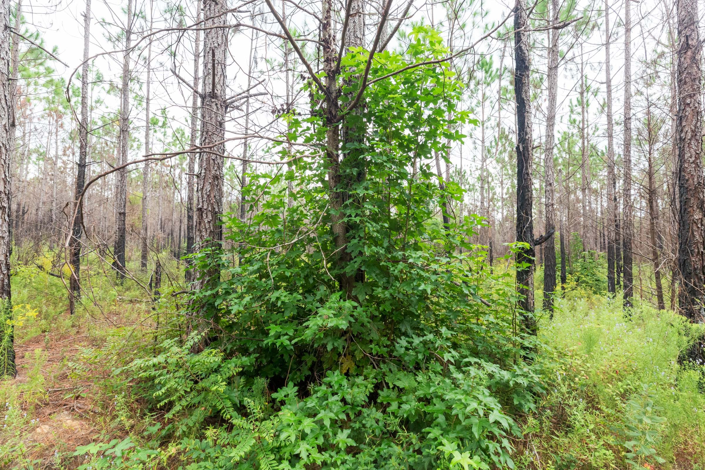 Jackson’s Gap Tract 9 photo 3