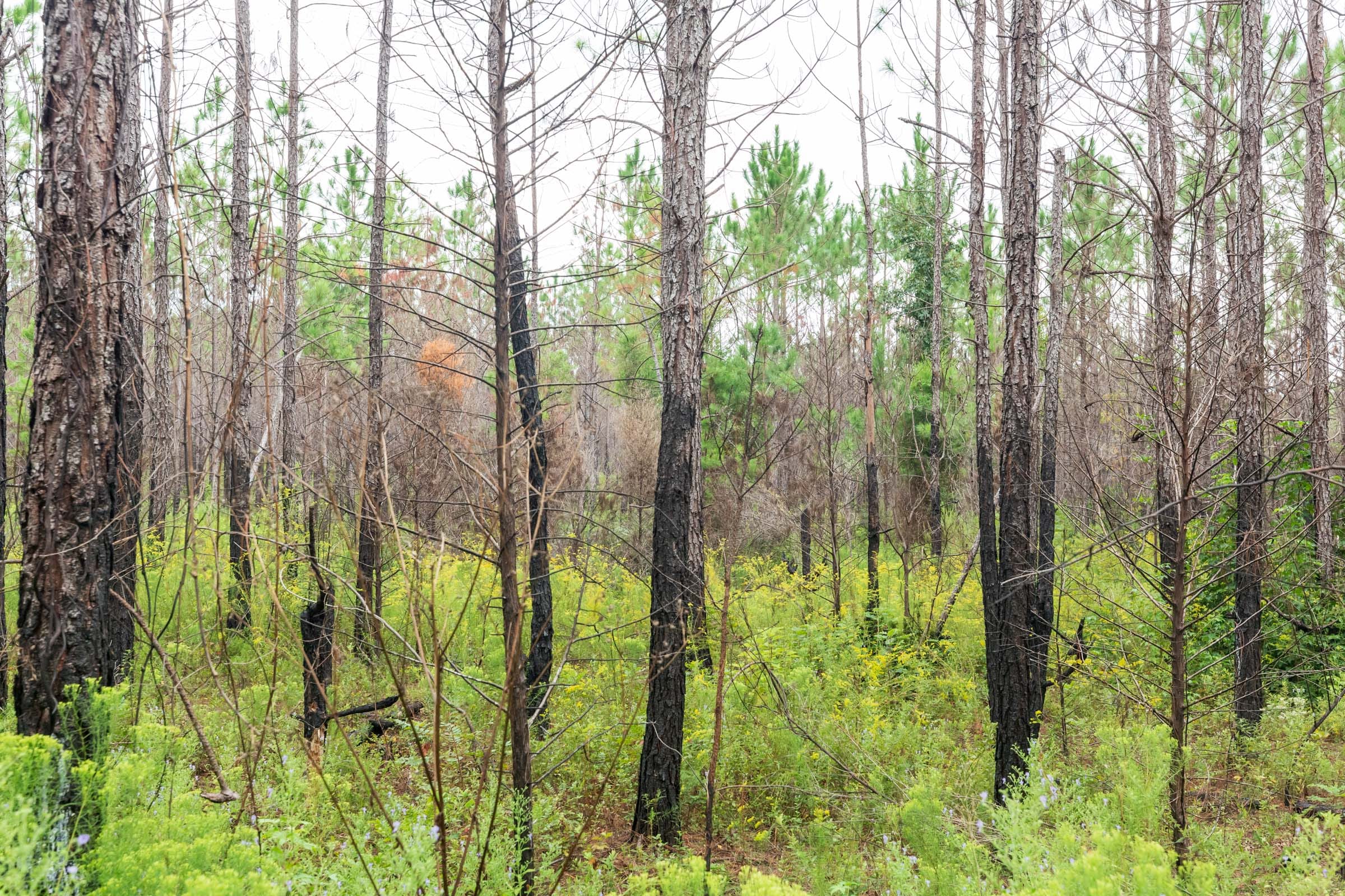 Jackson’s Gap Tract 9 photo 5