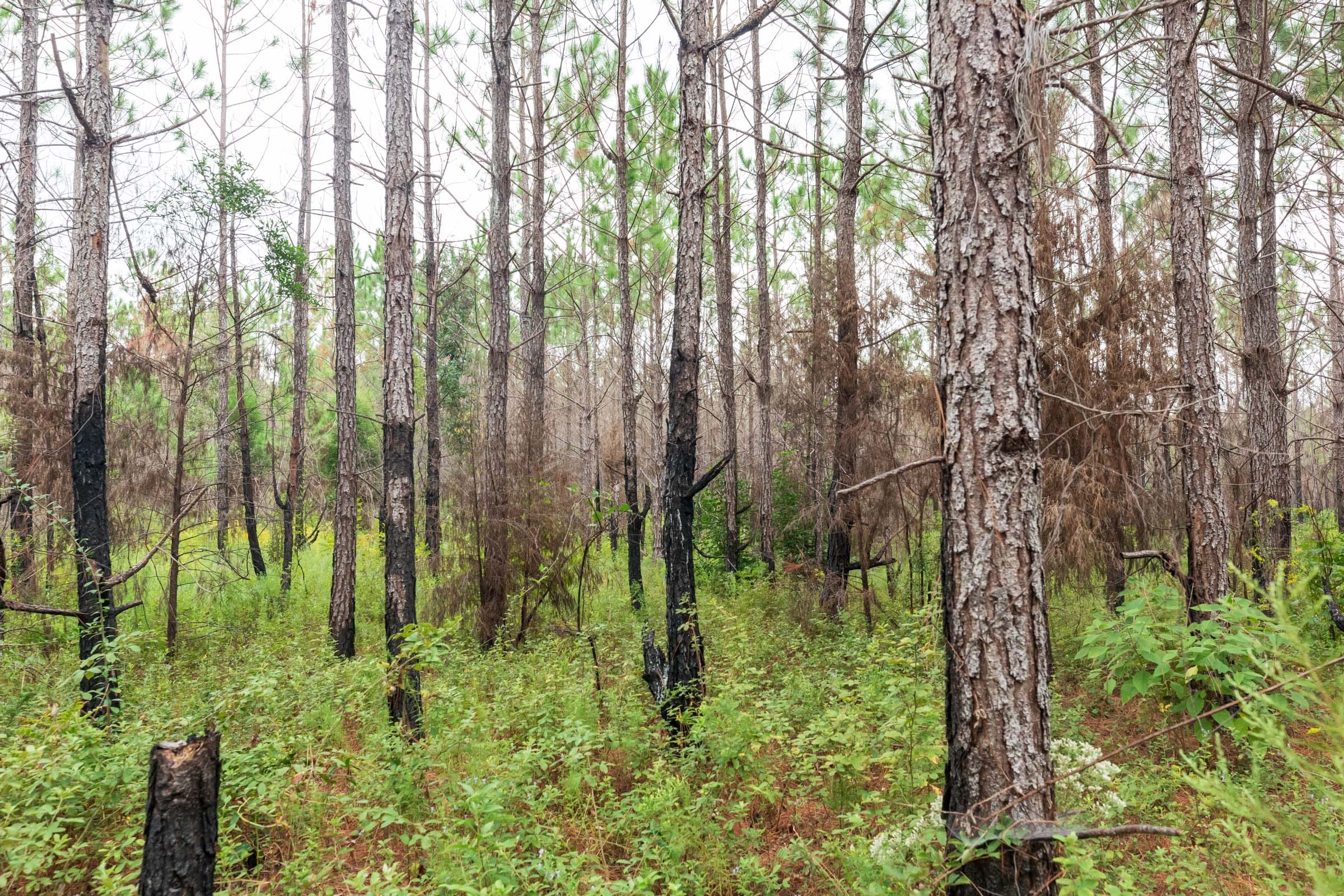 Jackson’s Gap Tract 9 photo 4