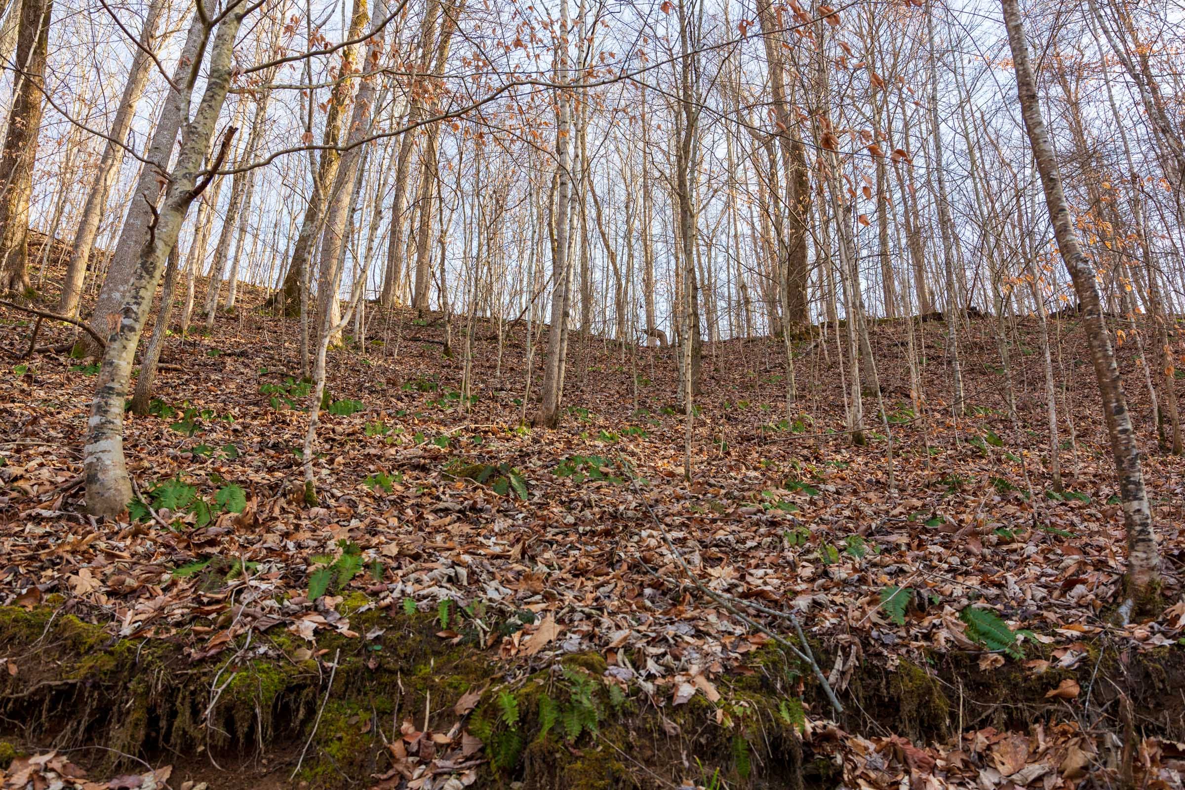 Blackstone Mountain Phase II Tract 54 photo 5