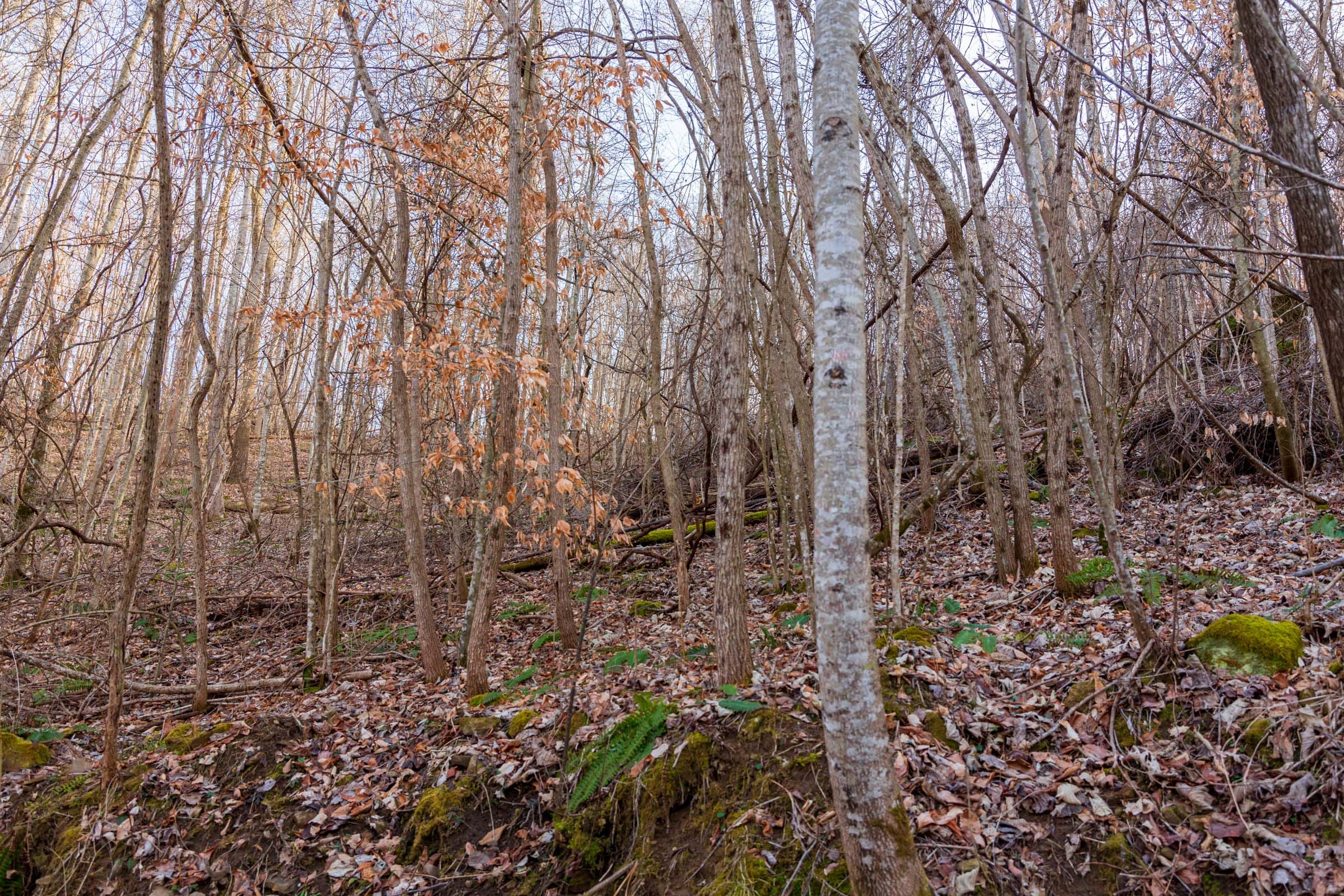 Blackstone Mountain Phase II Tract 54 photo 9