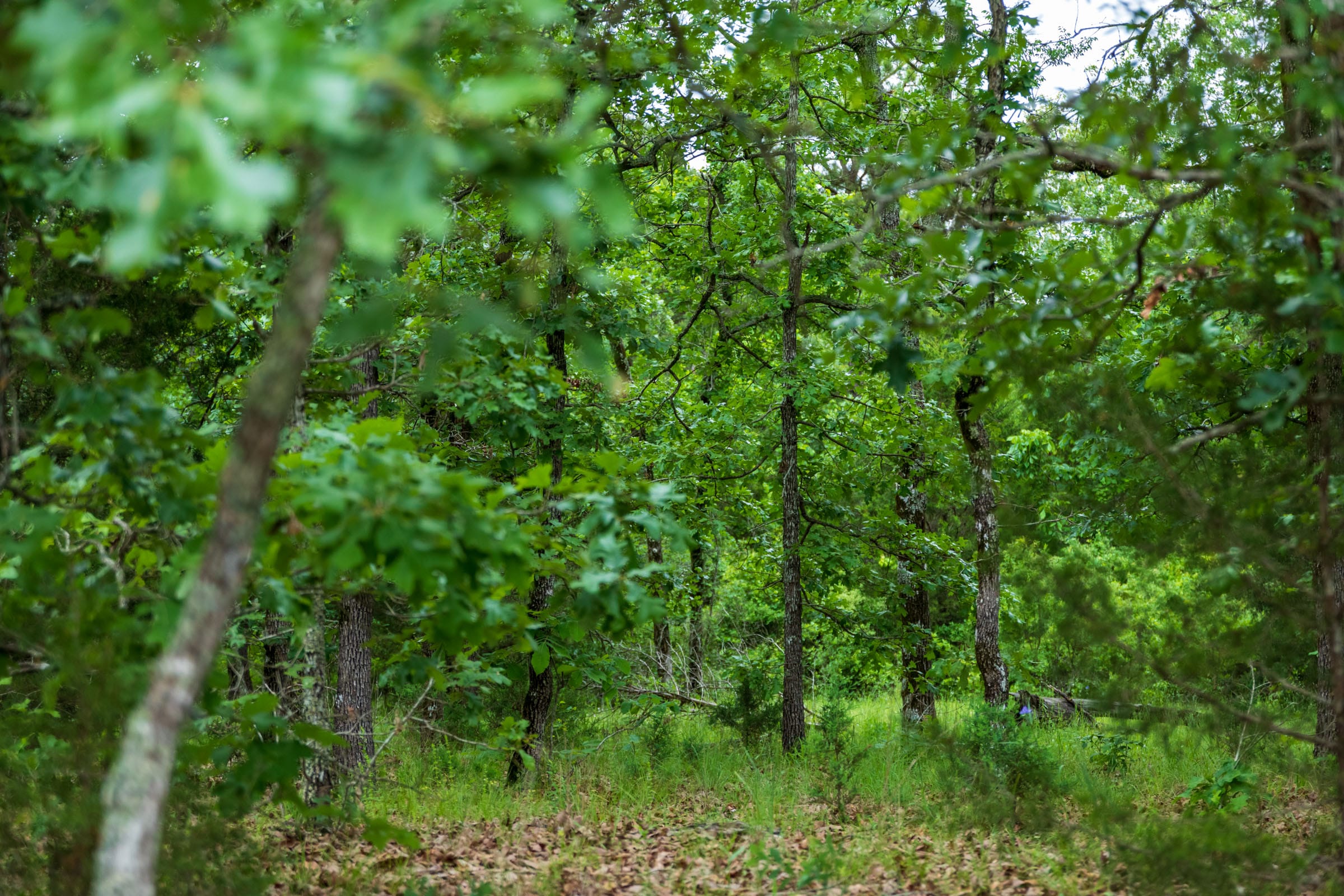 Falcon Crest Tract 3 photo 3