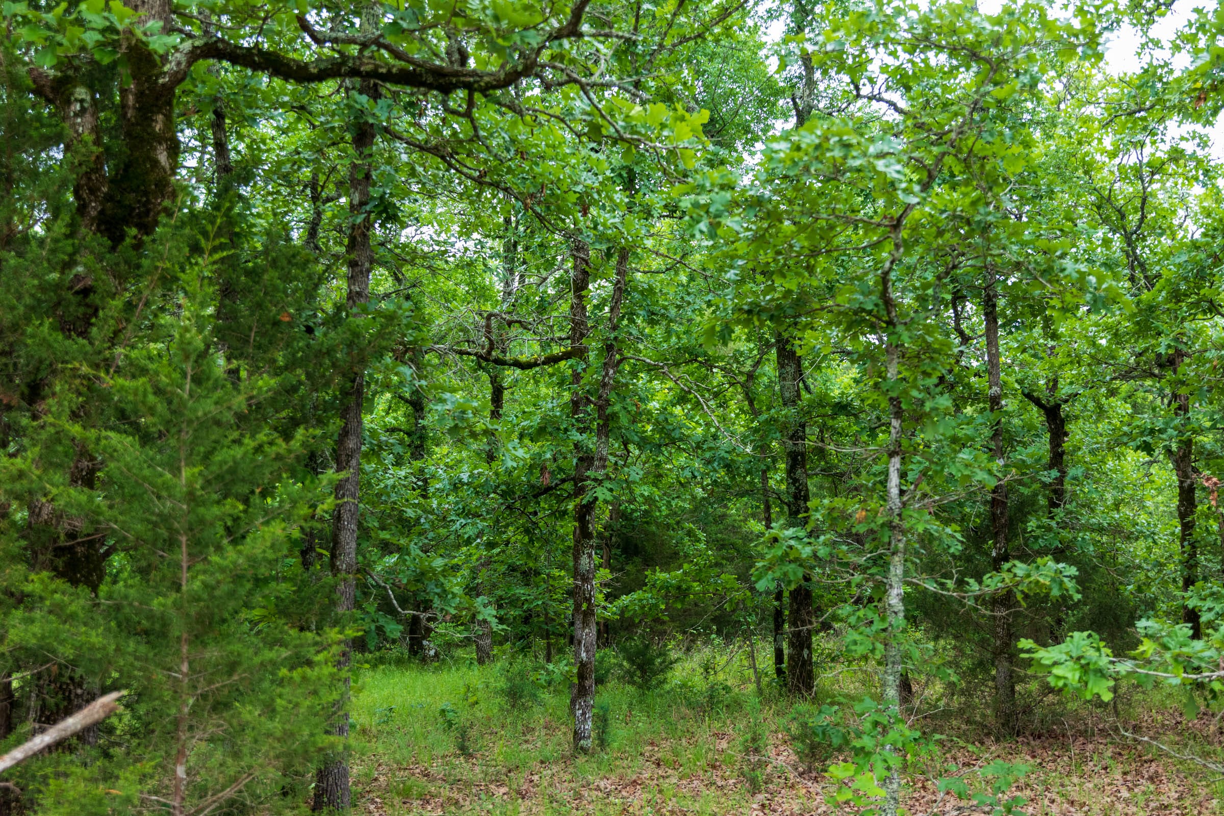 Falcon Crest Tract 3 photo 7