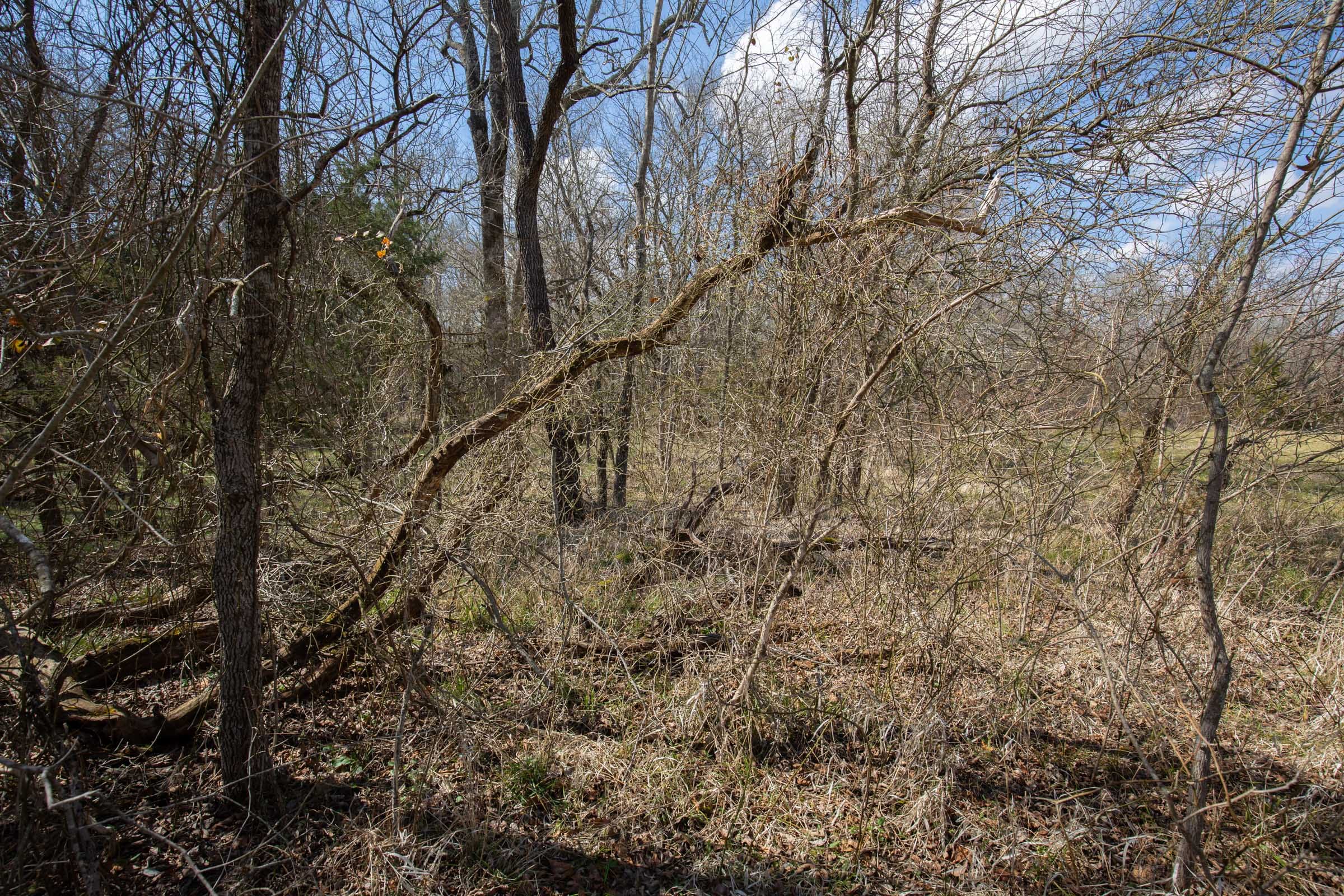 Wishing Star Ranch Tract 89 photo 7