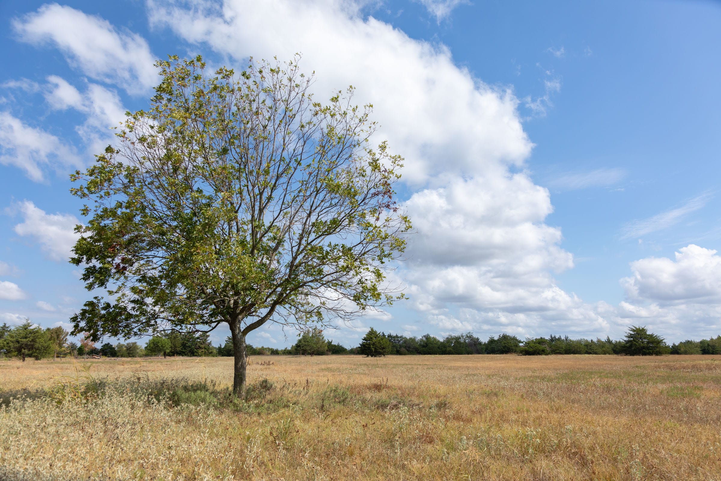 Wildflower Reserve Tract 7 photo 3