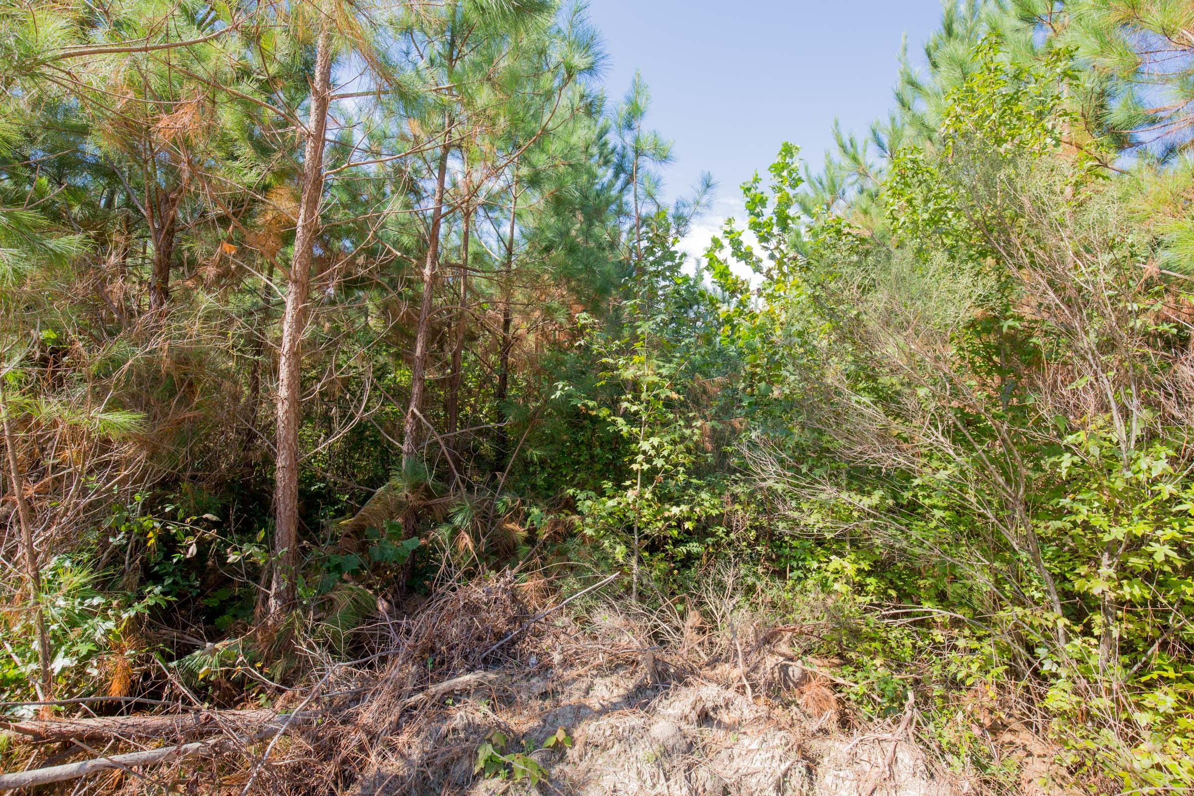 Sky Ranch Tract 14 photo 3