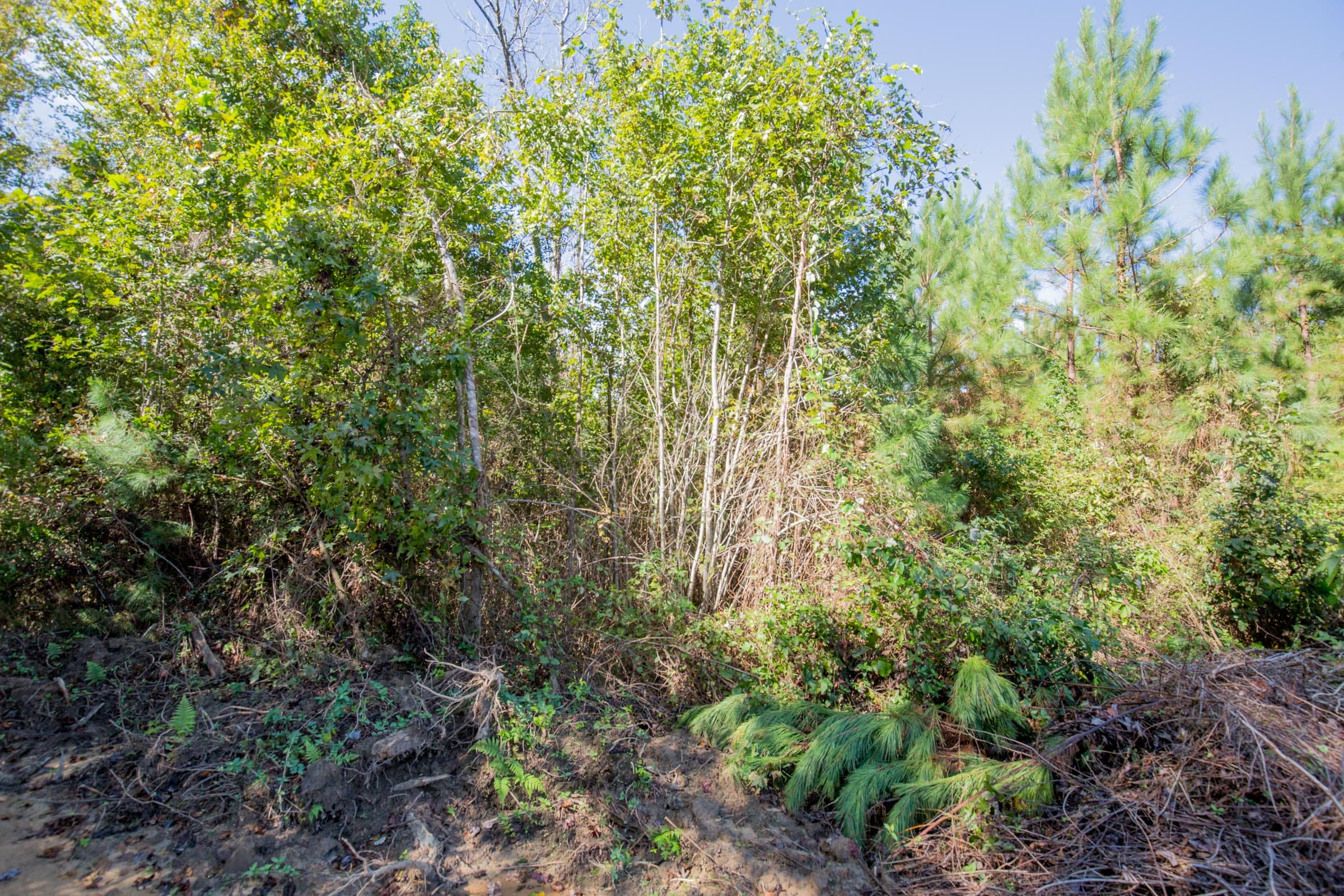 Sky Ranch Tract 14 photo 7