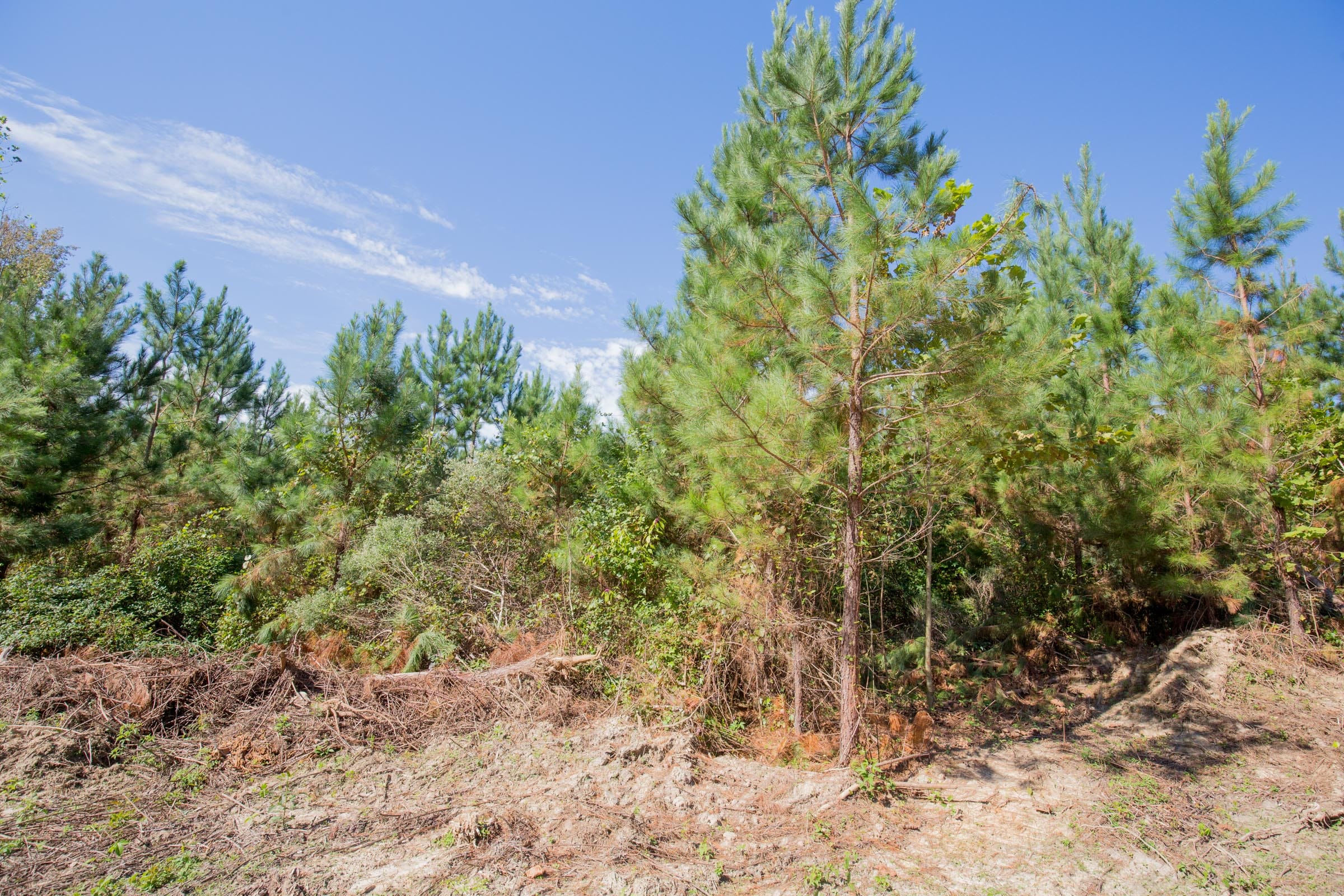 Sky Ranch Tract 14 photo 4