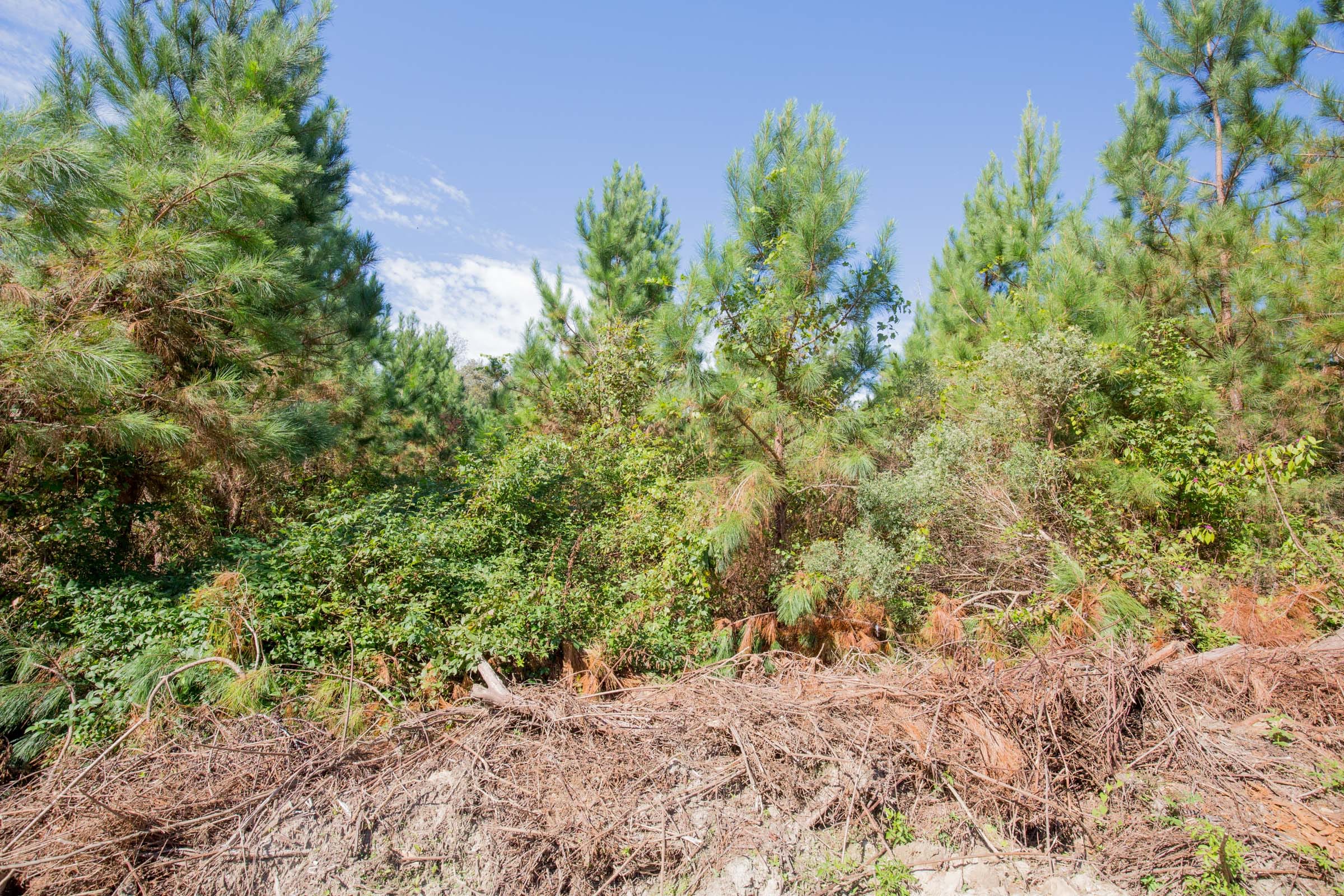 Sky Ranch Tract 14 photo 5