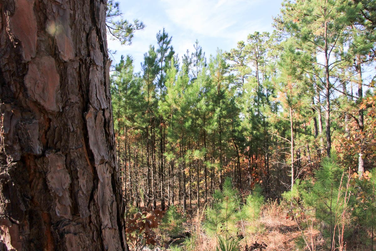 Stone Creek Phase III Tract 9 photo 5