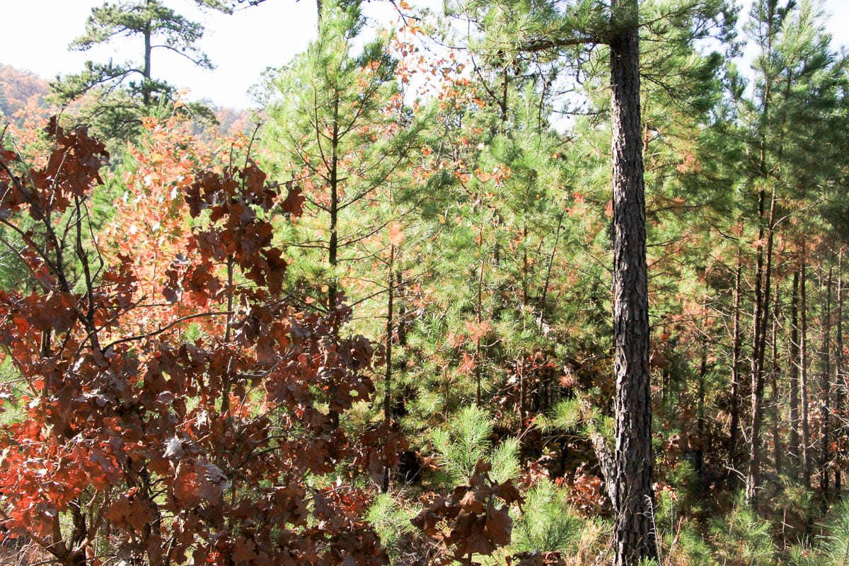 Stone Creek Phase III Tract 9 photo 6