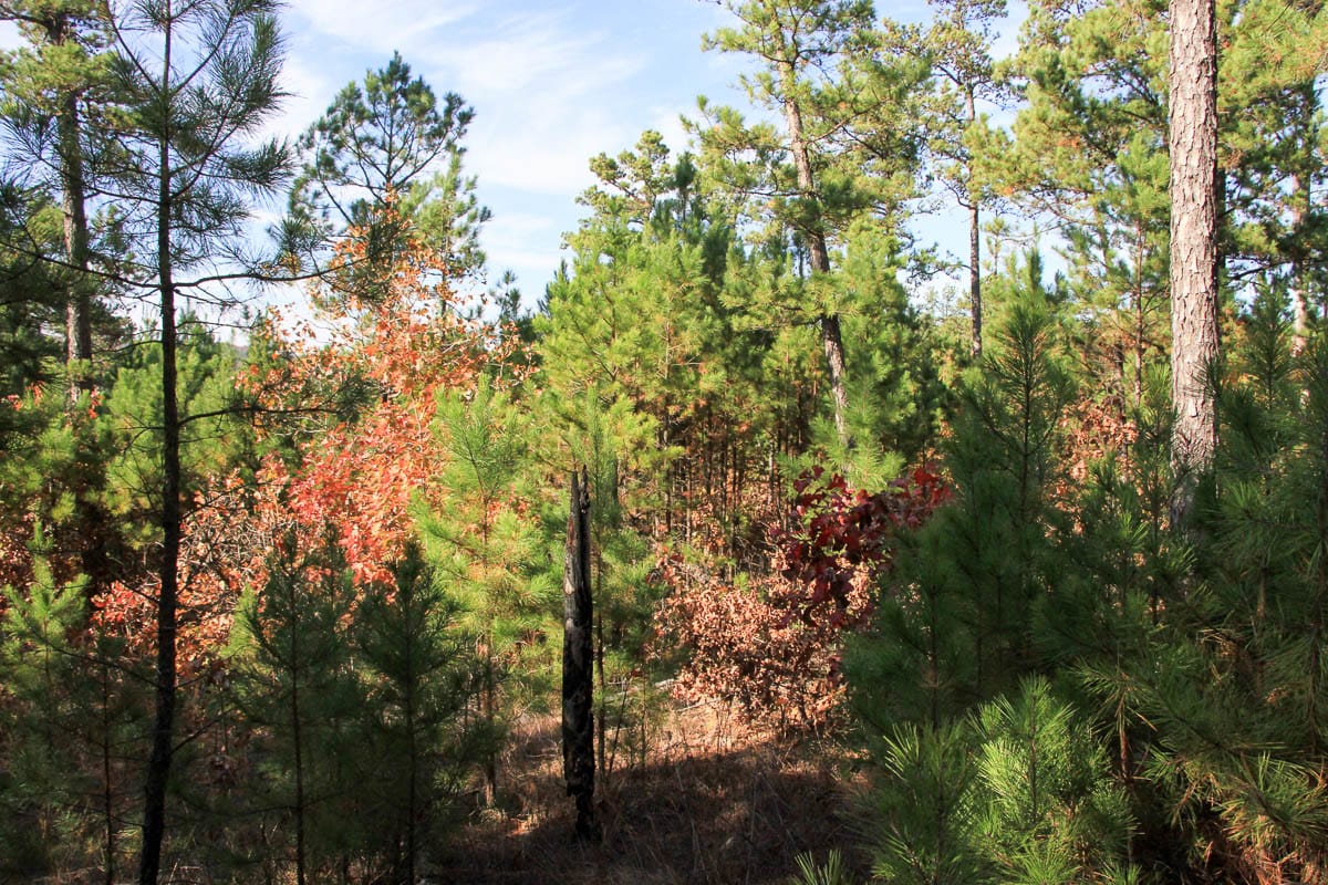 Stone Creek Phase III Tract 9 photo 7